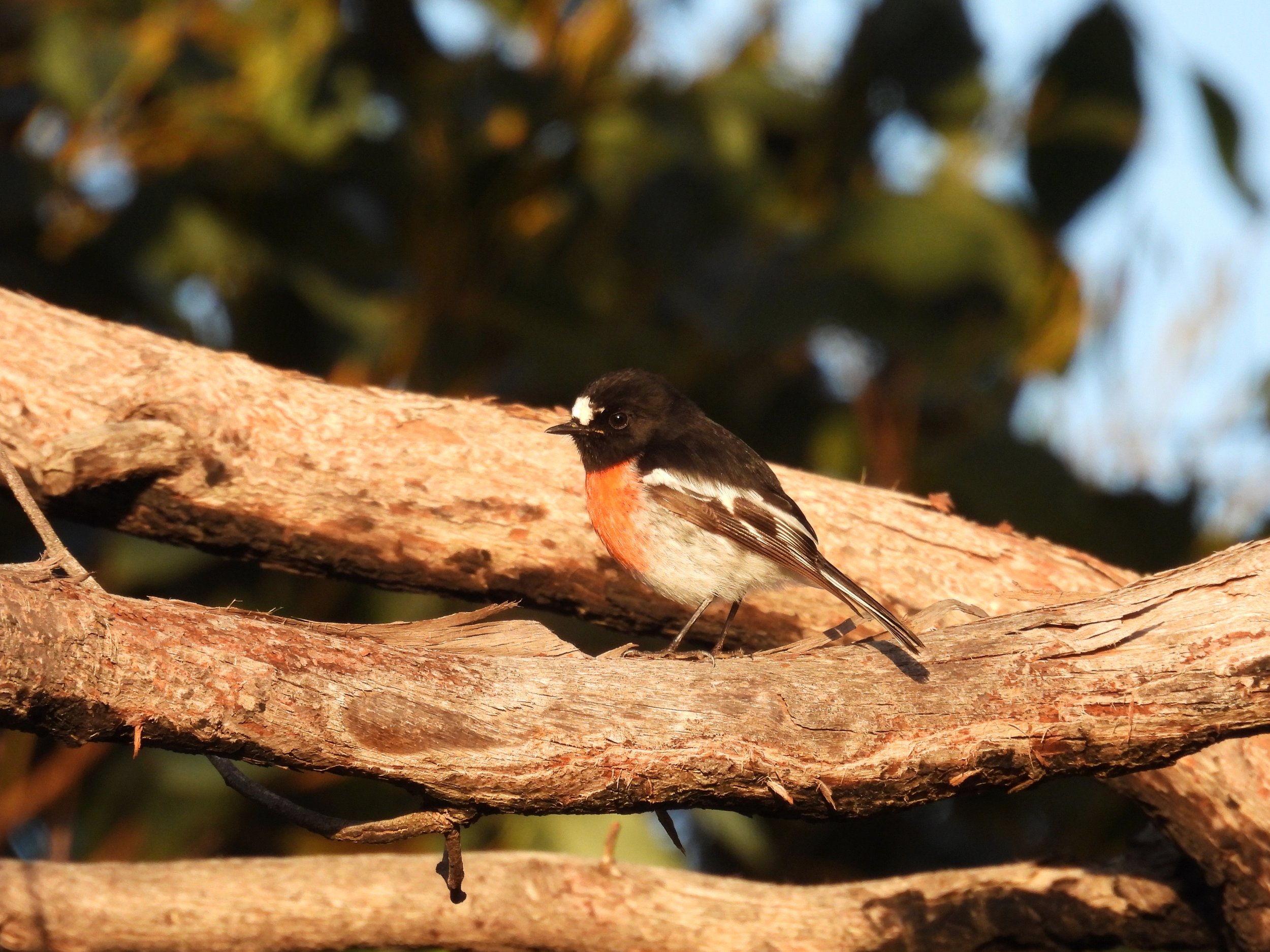 C Paterson - Scarlet Robin on Stringybark
