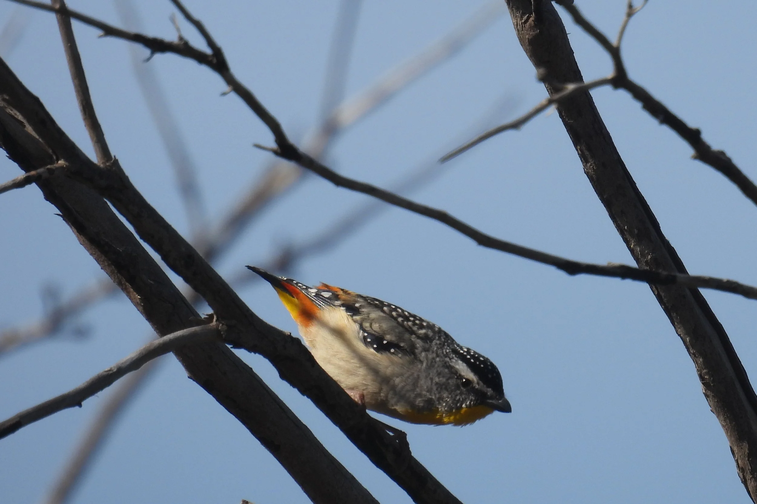 C Paterson - Spotted Pardalote on burnt Sugargum