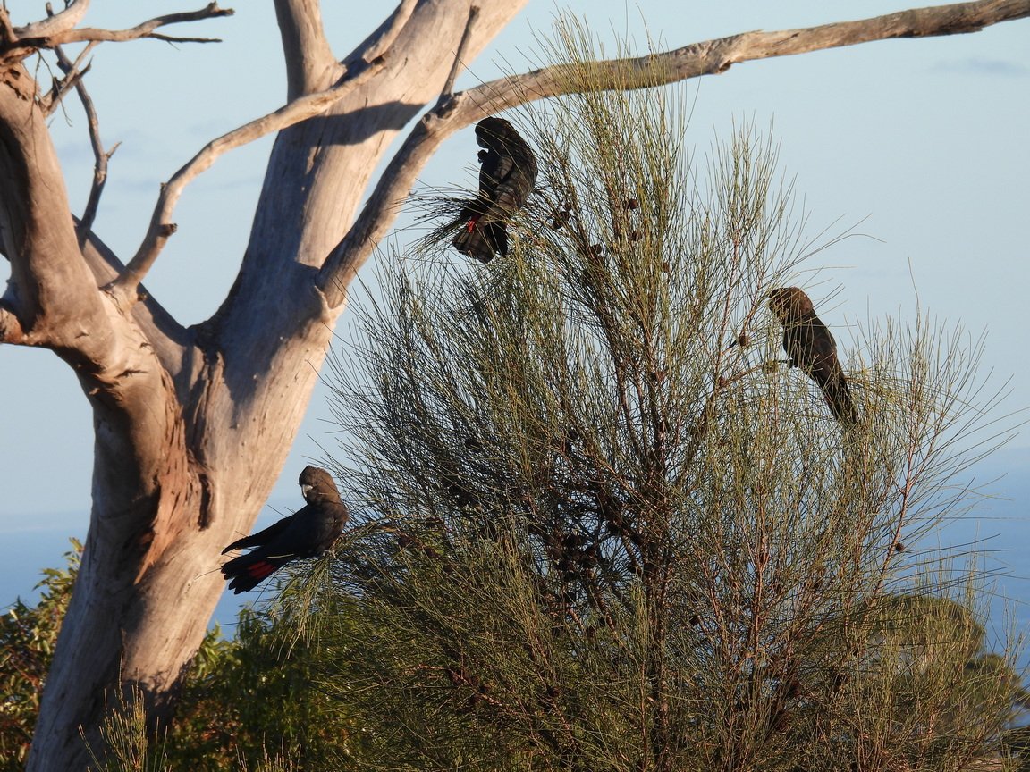 C Paterson Glossy-Blacks feeding on sheoaks