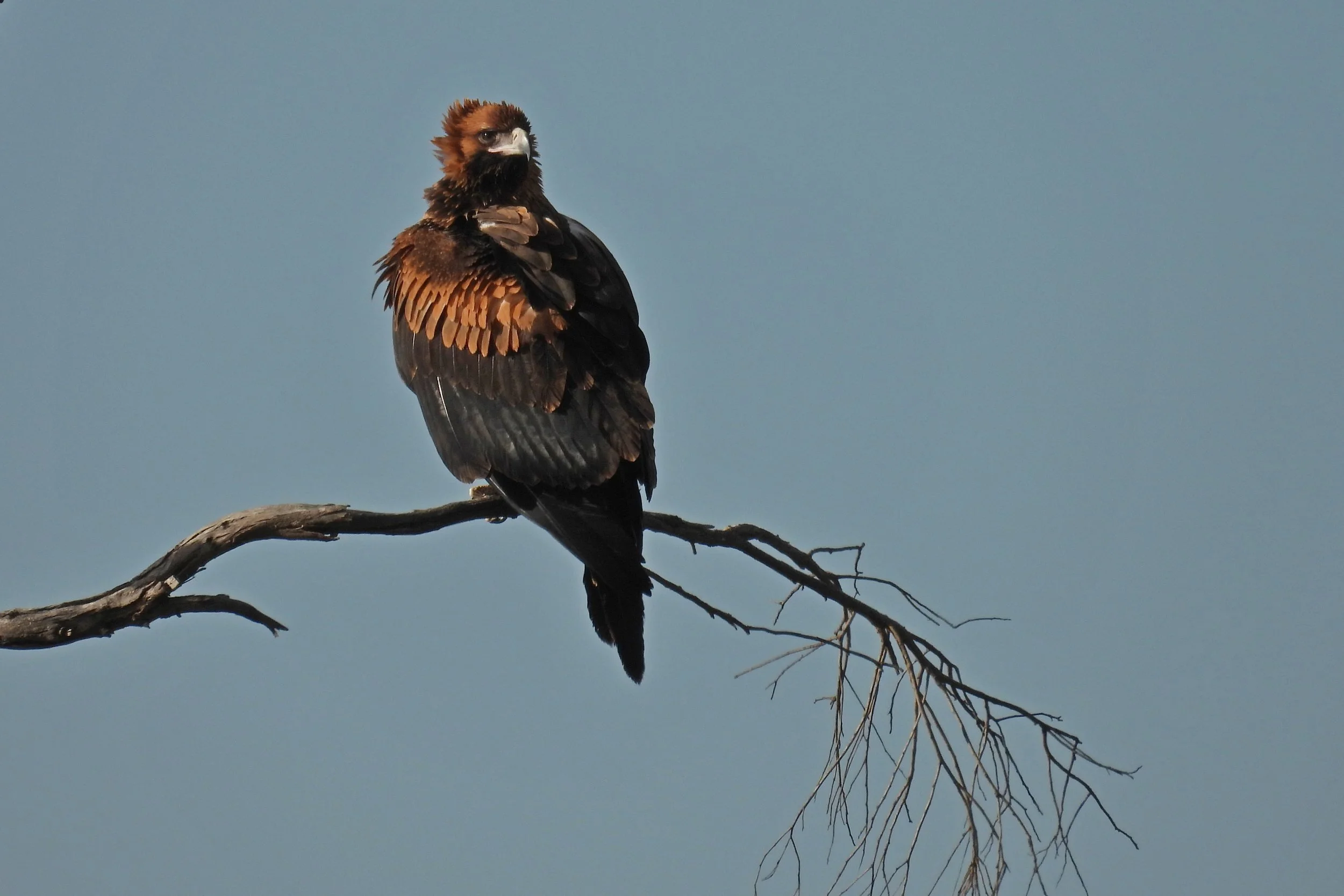 C Paterson - Juvenile Wedge-tailed Eagle on senescent Sugar Gum