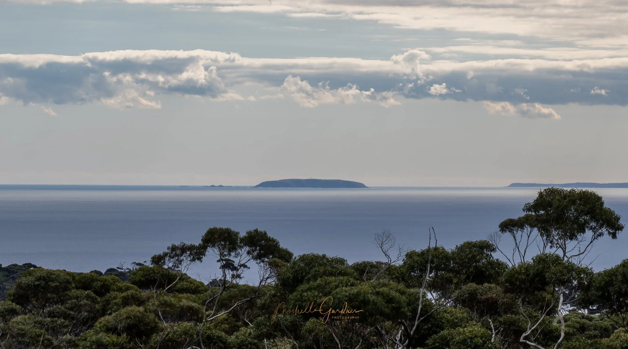 M Gardiner - view of tree-tops with Althorpe Island on horizon