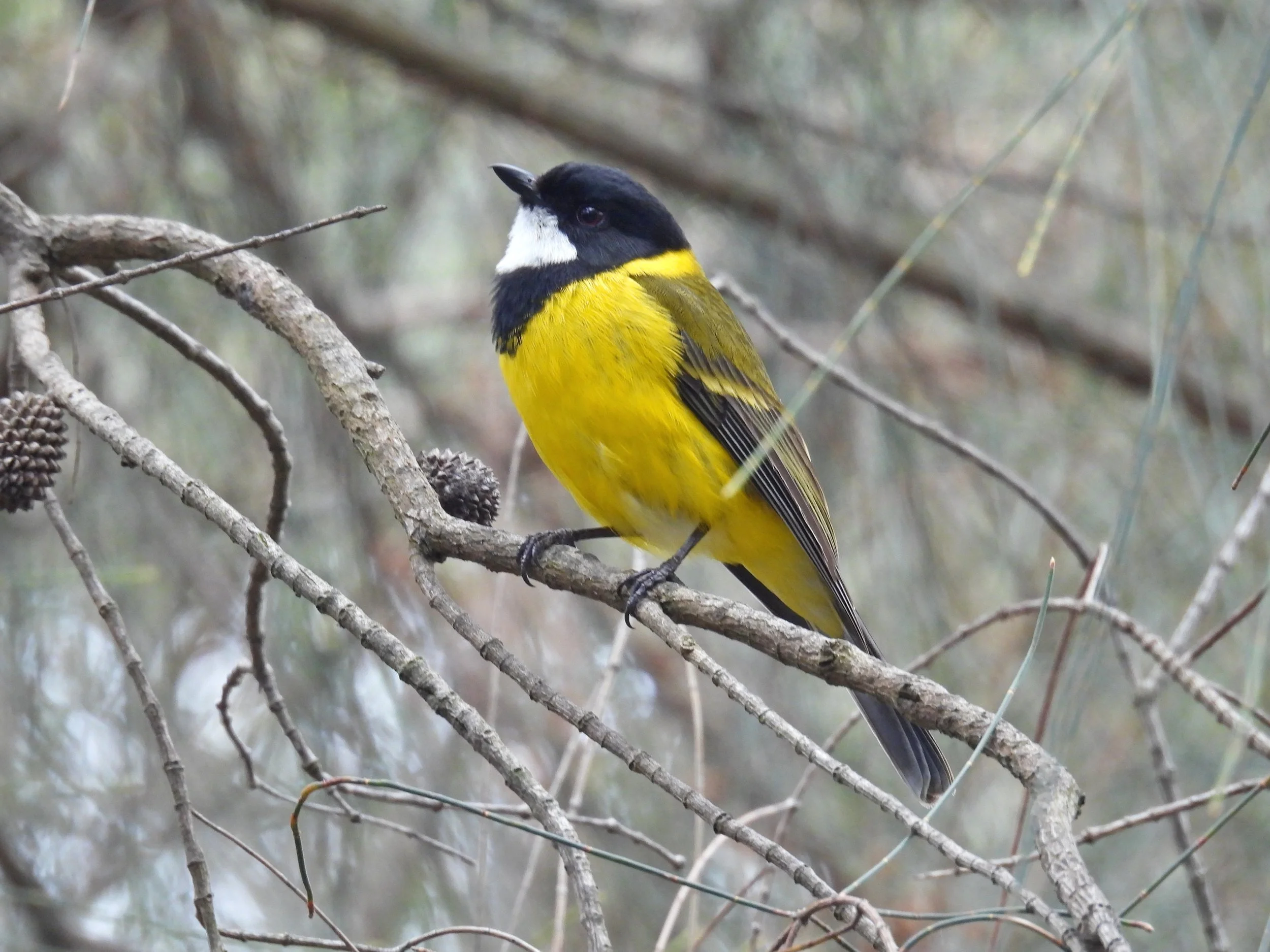 C Paterson - Golden whistler on dropping sheoak