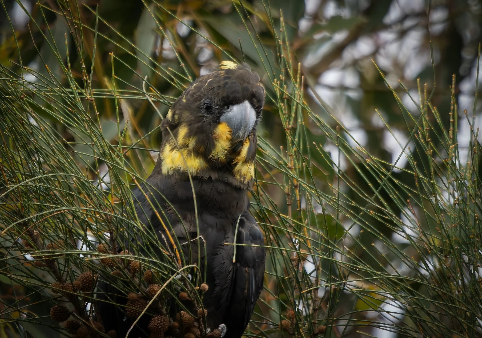 M Gardiner - female Glossy-Black Cockatoo