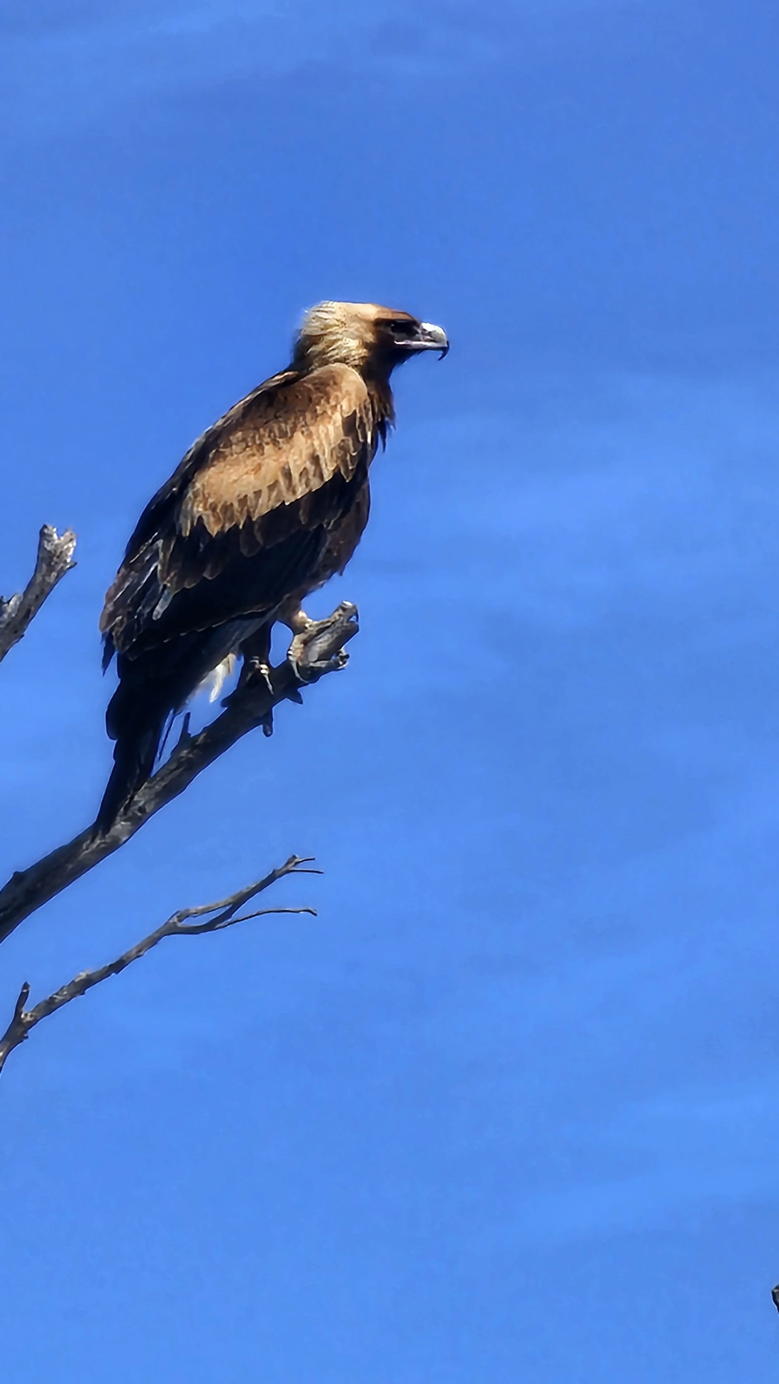 A Wedge-Tailed Eagle perched on a bare tree branch against a clear blue sky.