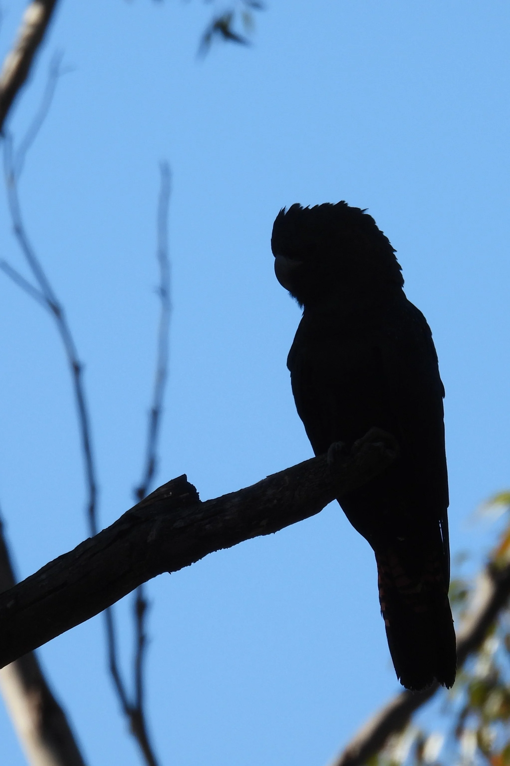 C Paterson - Glossy-Black Cockatoo on Sugargum