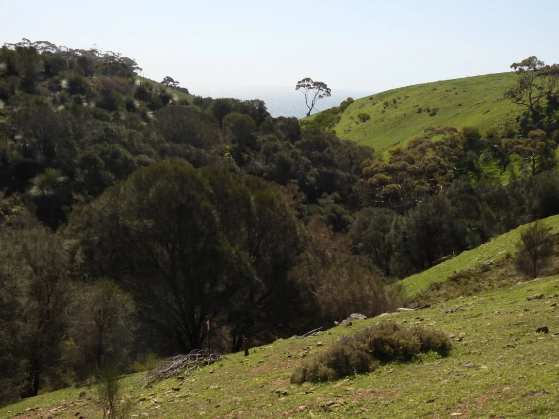 C Paterson - Mature sheoak on axe-handle track in third gully.