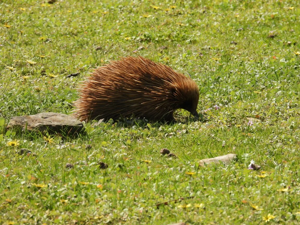A KI echidna in a grassy field with small yellow and purple flowers, some rocks, and a small log.