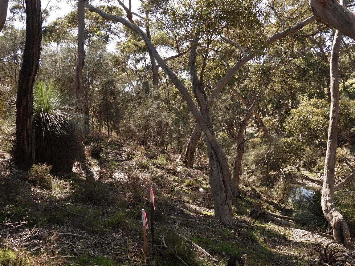 C Paterson - Second gully creek in Second gully creek in sugargum woodland on axe-handle access track.
