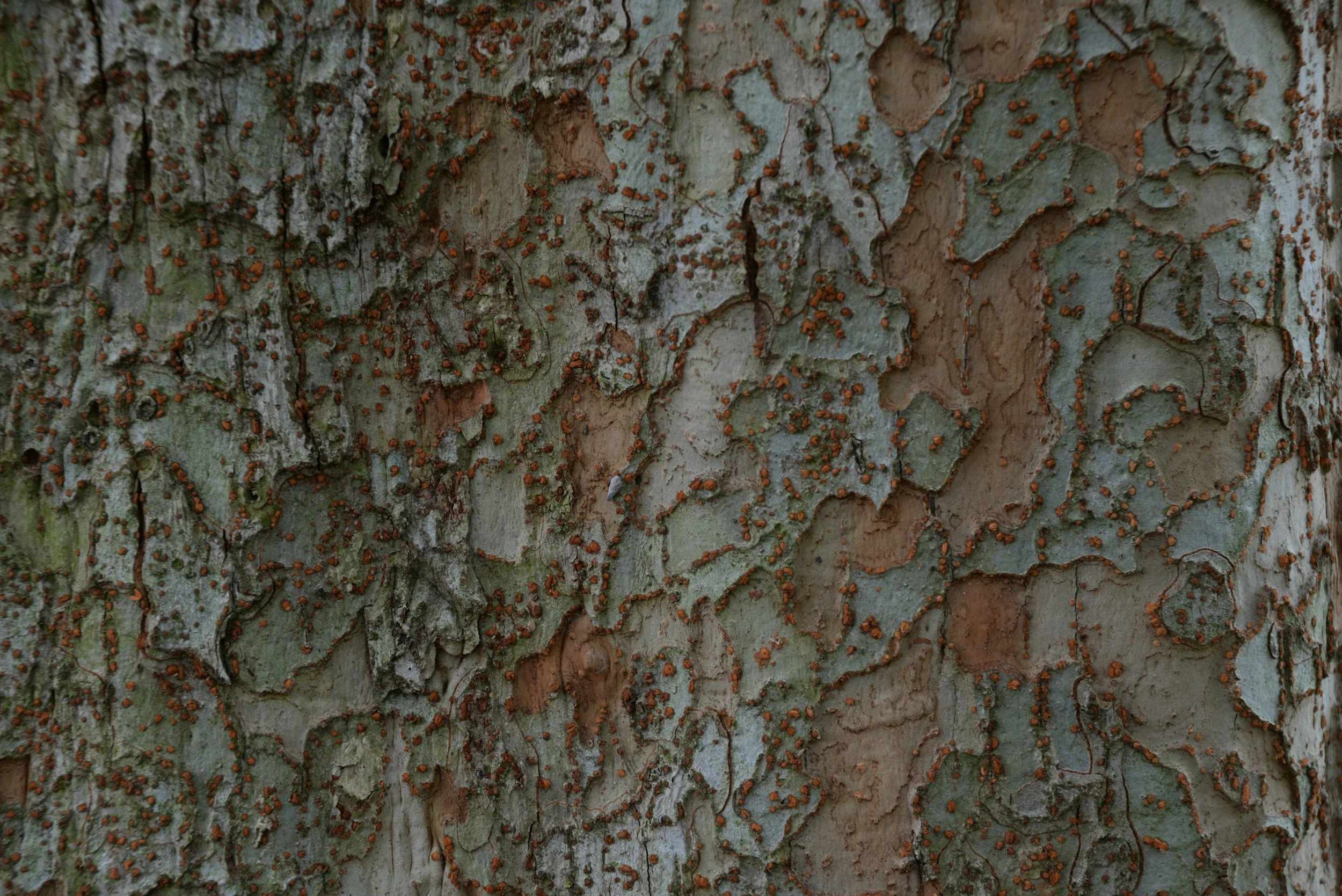 Close-up of tree bark with patches of greenish lichen and small reddish-orange fungi.