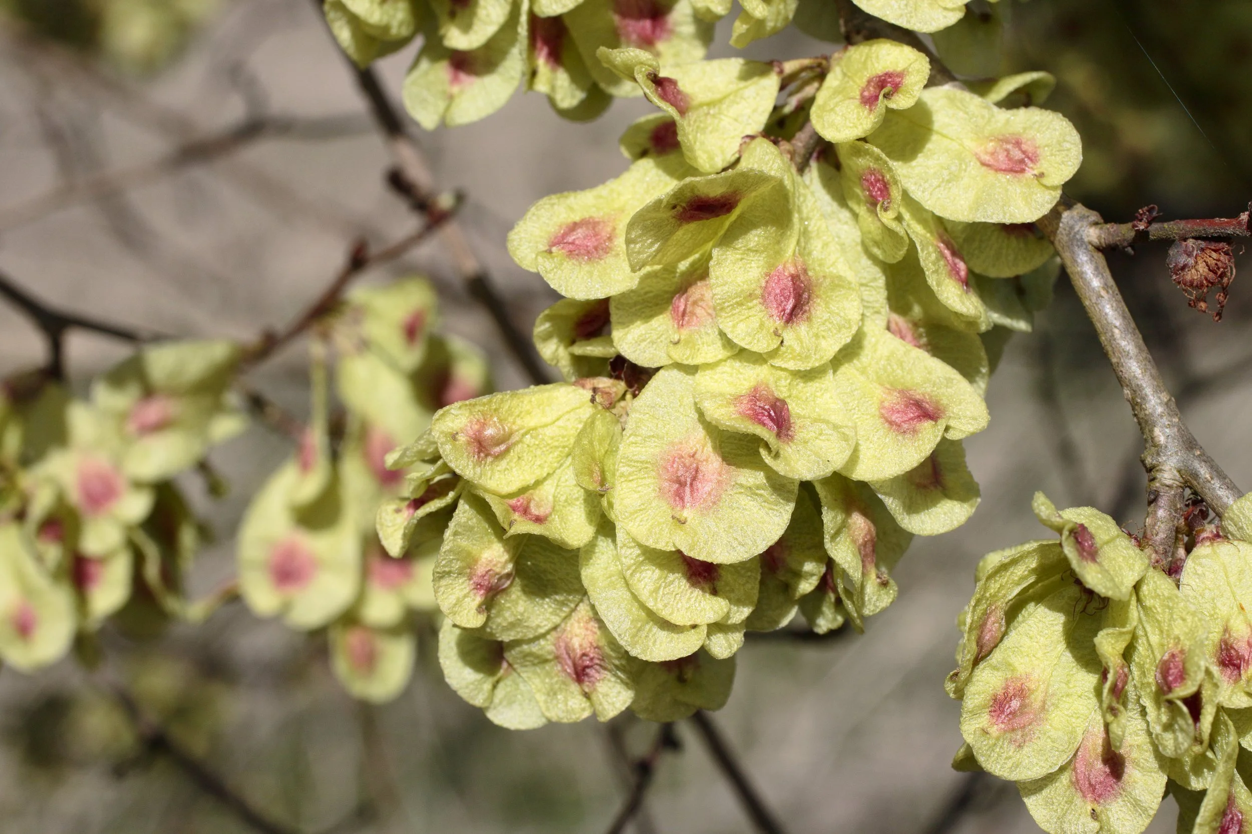 Close-up of yellow-green leaves with pinkish-red spots on a branch, likely a plant or shrub in nature.