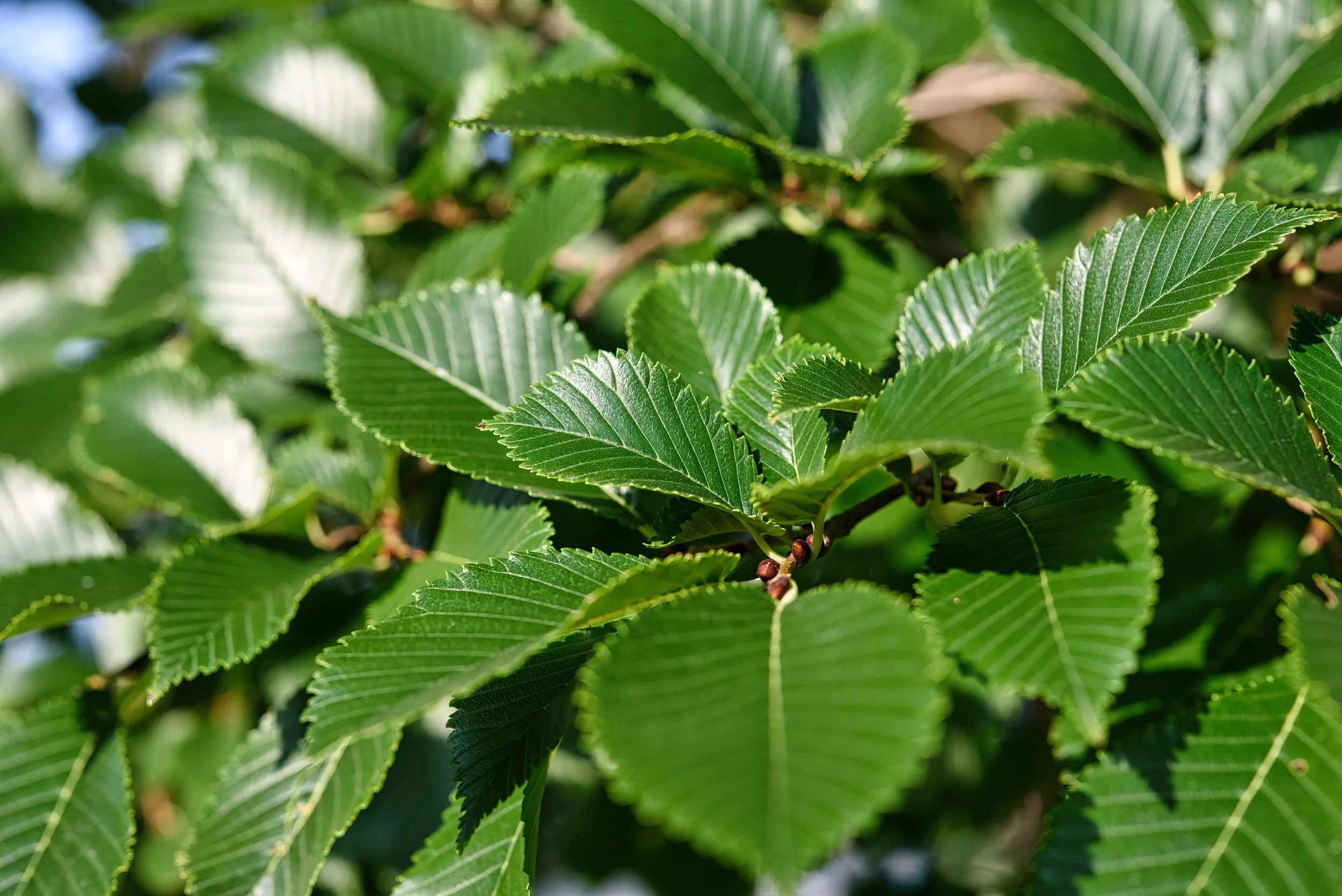 Close-up of green leaves on a tree branch, sunlight illuminating the leaves.