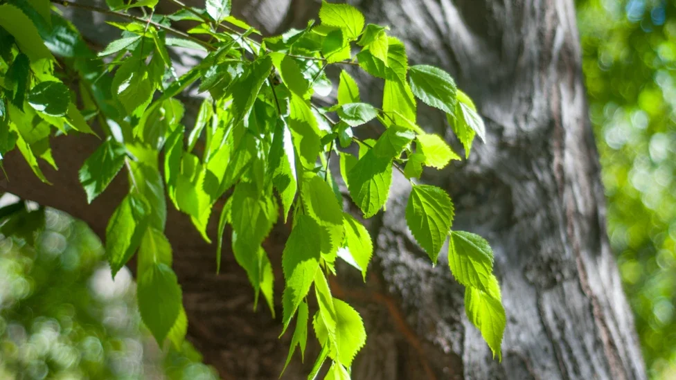 Close-up of green tree leaves growing from a branch with a textured tree trunk in the background.