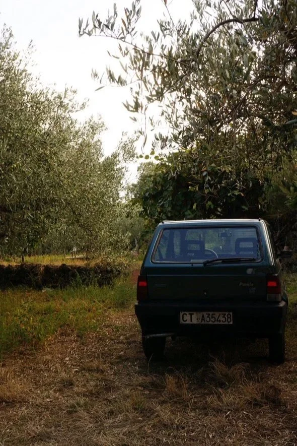 A small dark green car parked on a dirt path in an orchard surrounded by trees.
