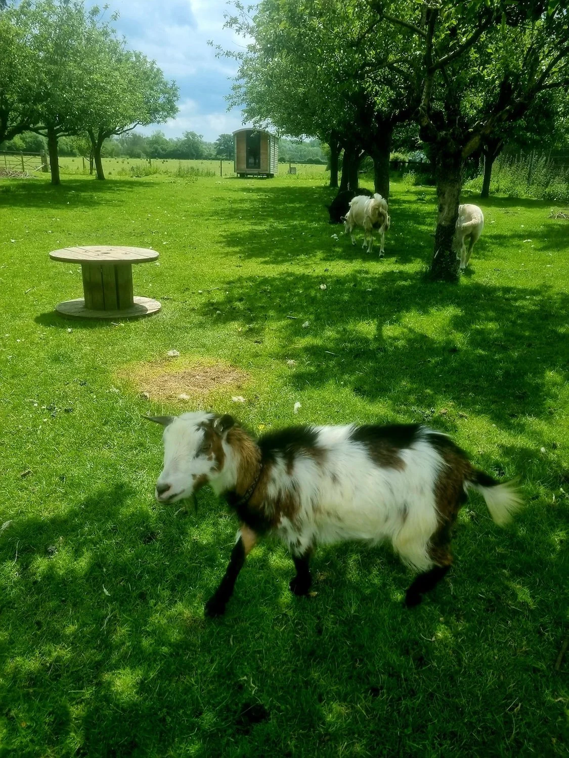 Three goats in a green field, with dappled shadows from a group of trees and a shepherd's hut in the background