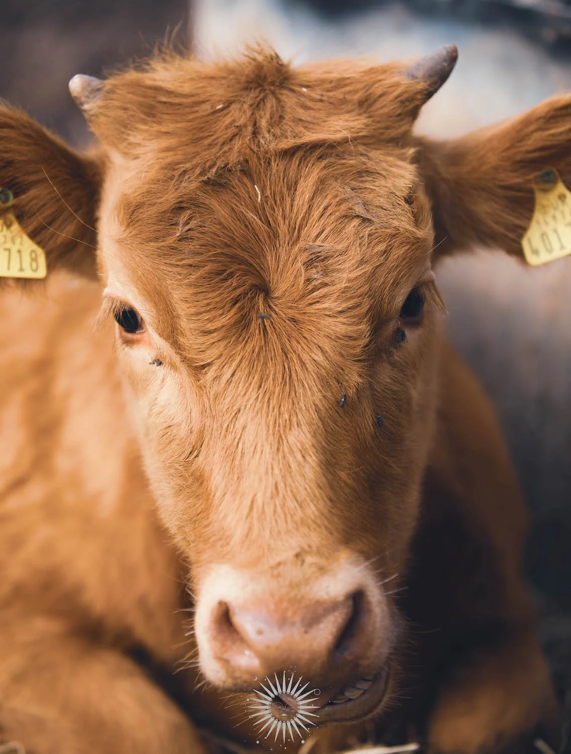 Close-up of a young brown calf with tags in its ears, small flies on its face, and a light-colored nose.