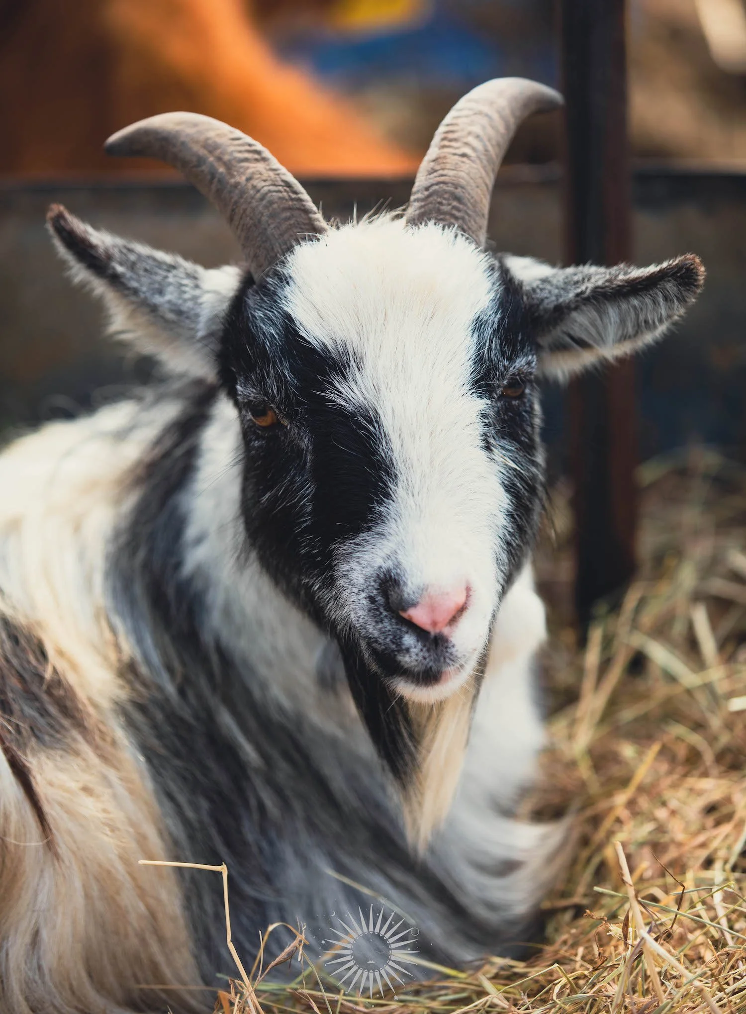 Close-up of a black and white young goat with curved horns, pink nose, and fur, sitting on hay.