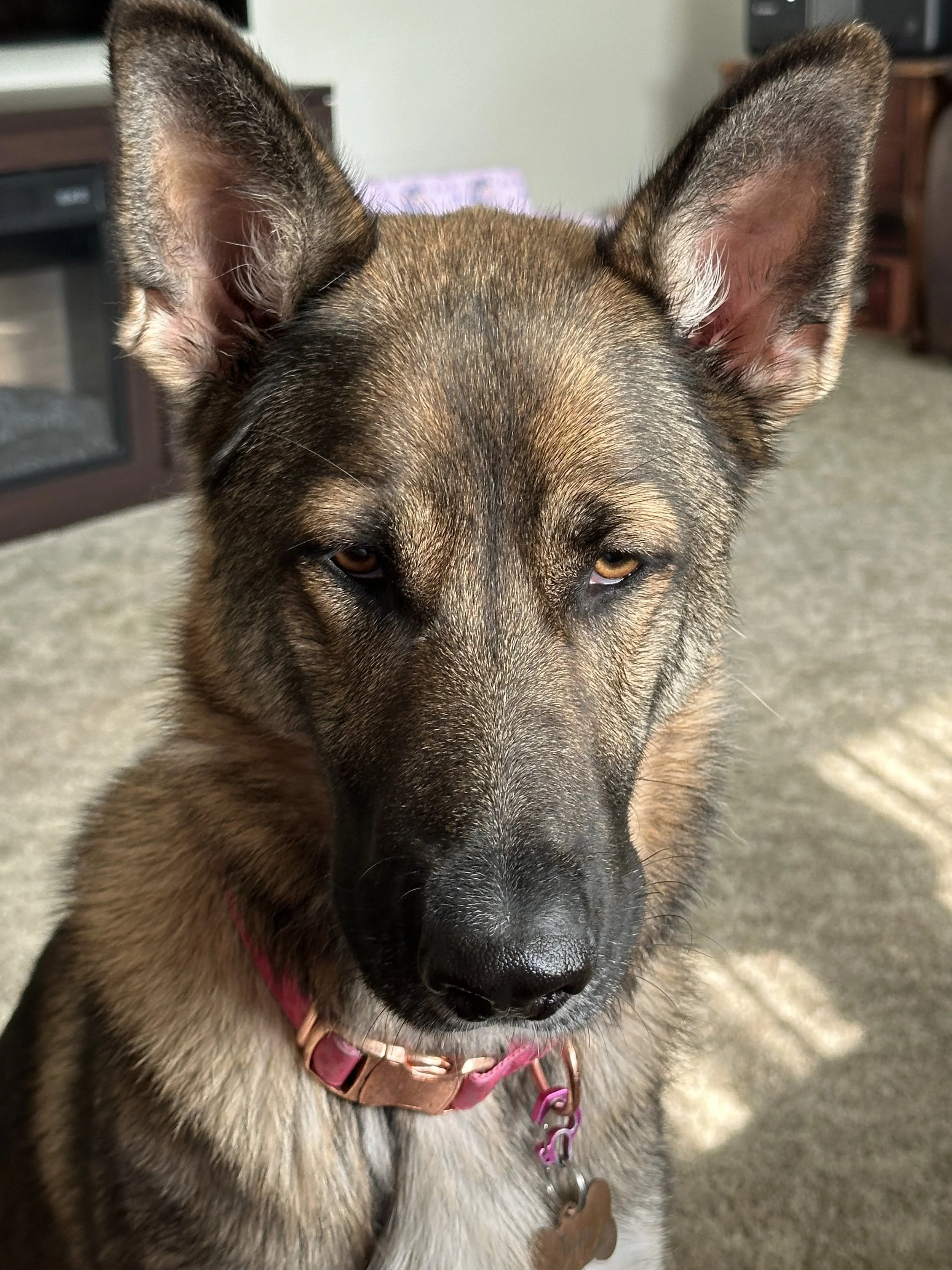 Close-up of a dog with tan and black fur, wearing a pink collar, sitting indoors on a carpeted floor with furniture in the background.