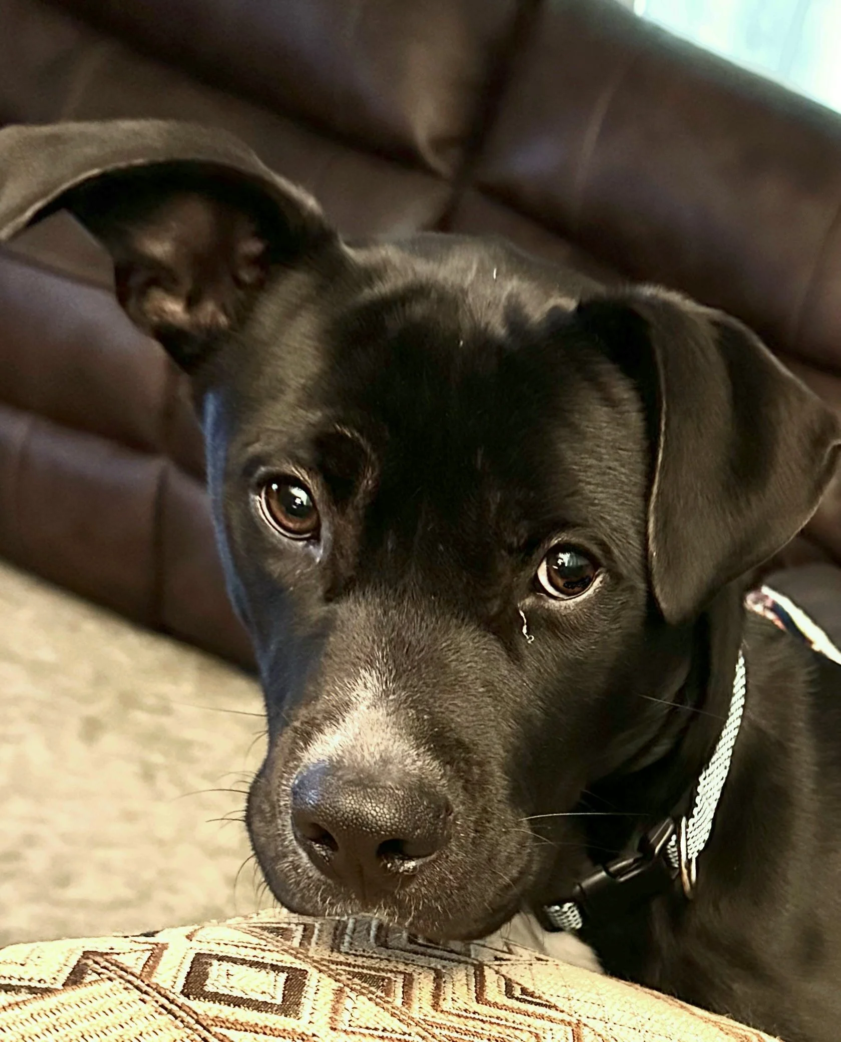 A black puppy with brown eyes and floppy ears resting its head on a cushion.