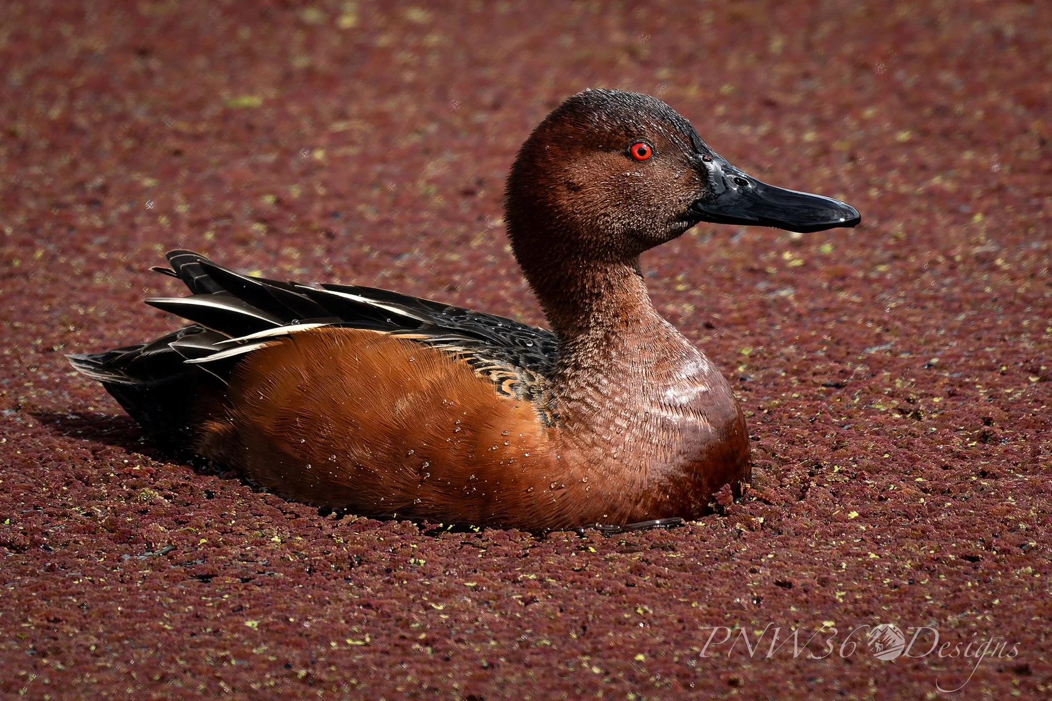 DSC02449-DxO_DeepPRIME XD3.jpg