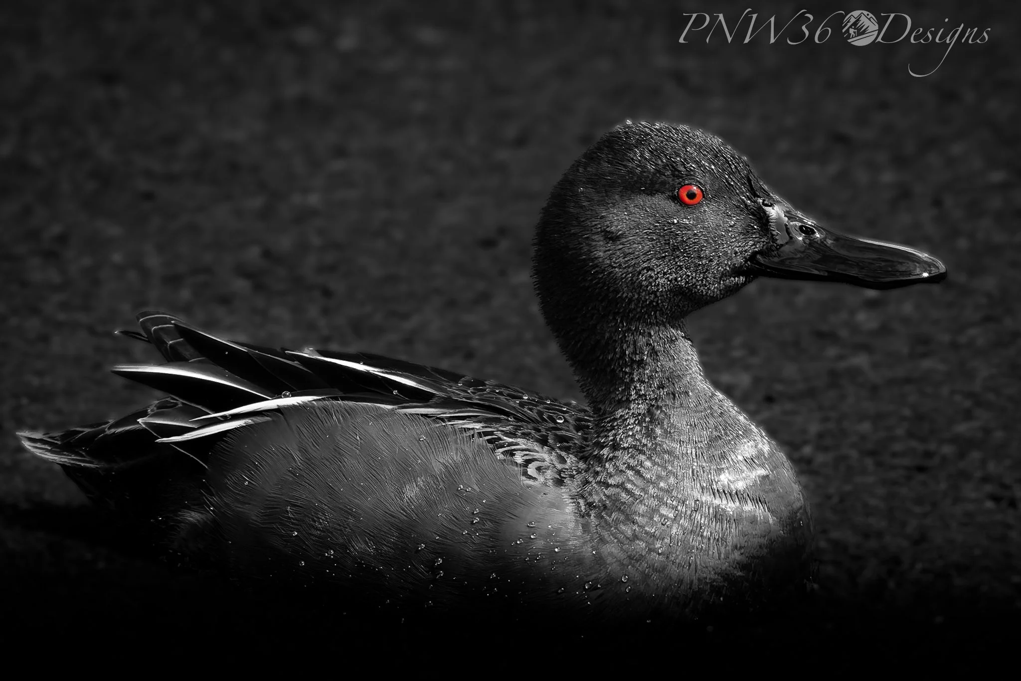 DSC02449-DxO_DeepPRIME XD3-2.jpg