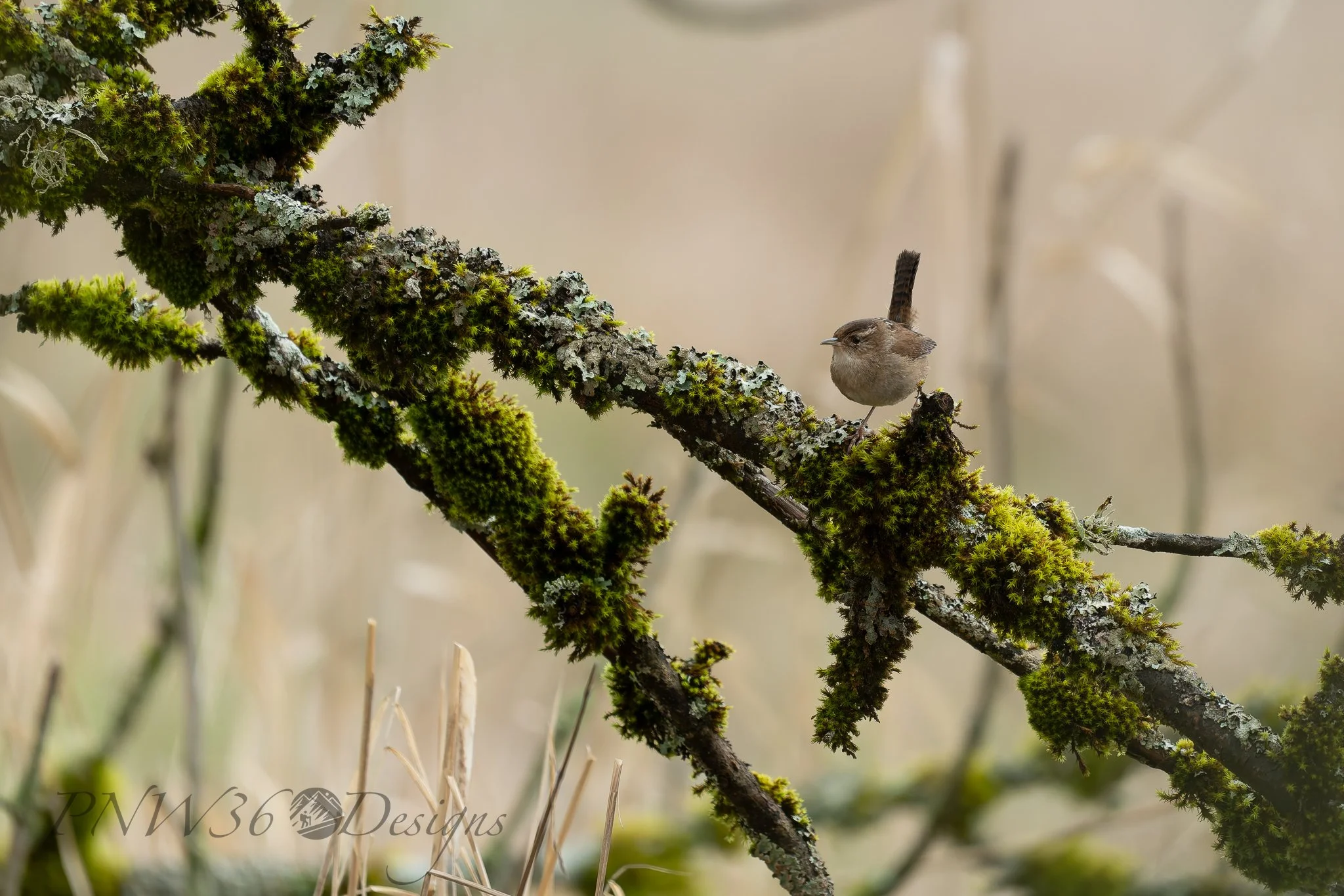 DSC06712-DxO_DeepPRIME XD3-Topaz-Gigapixel-2X.jpg