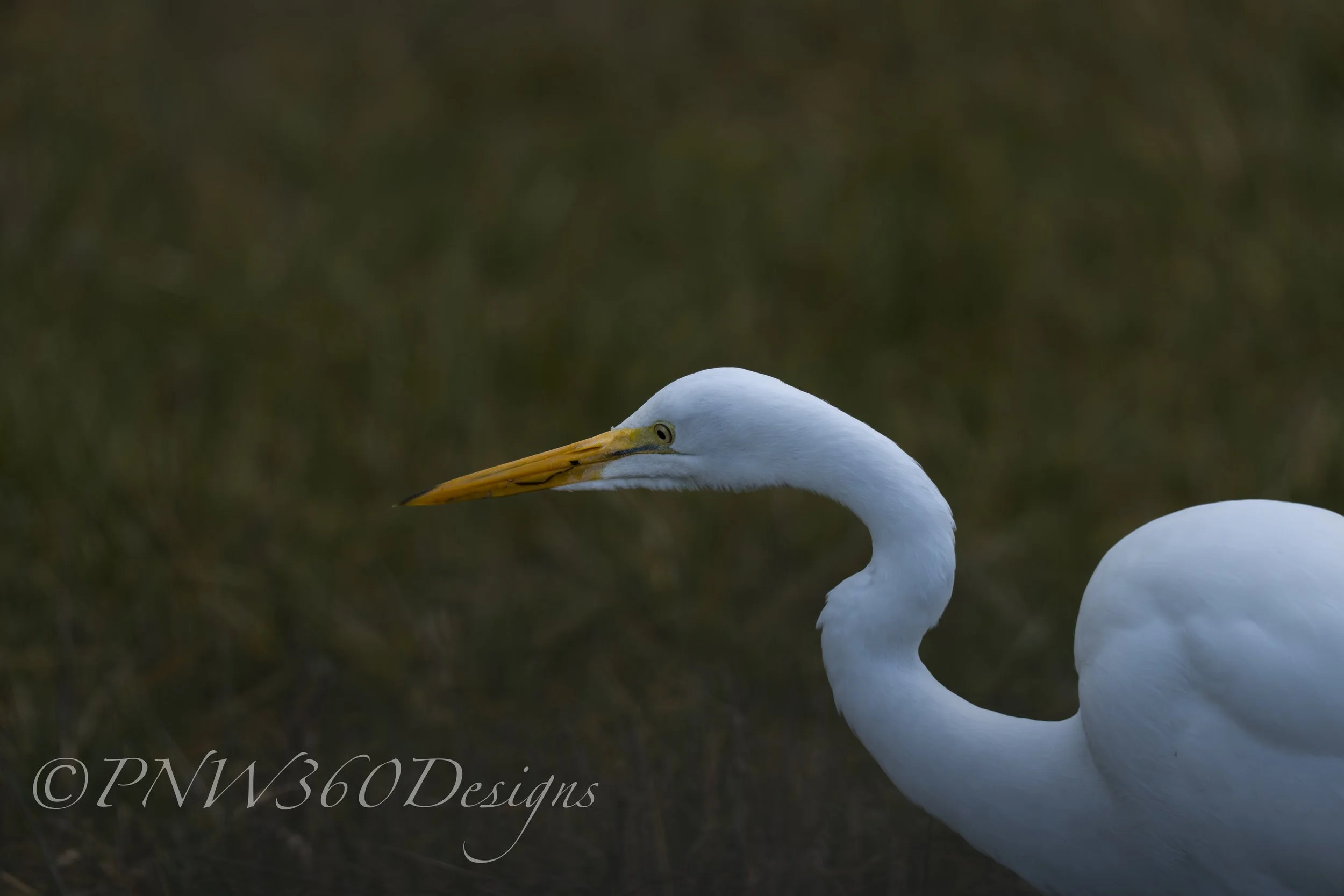 Egret.jpg