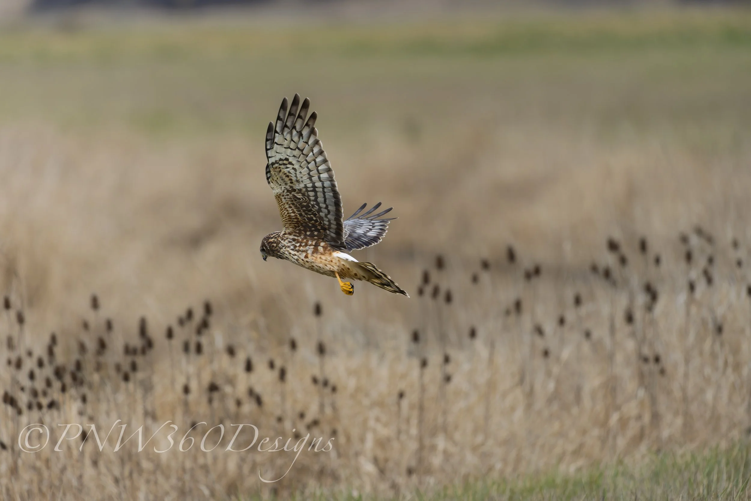 2-19-Hawk-Refuge.jpg
