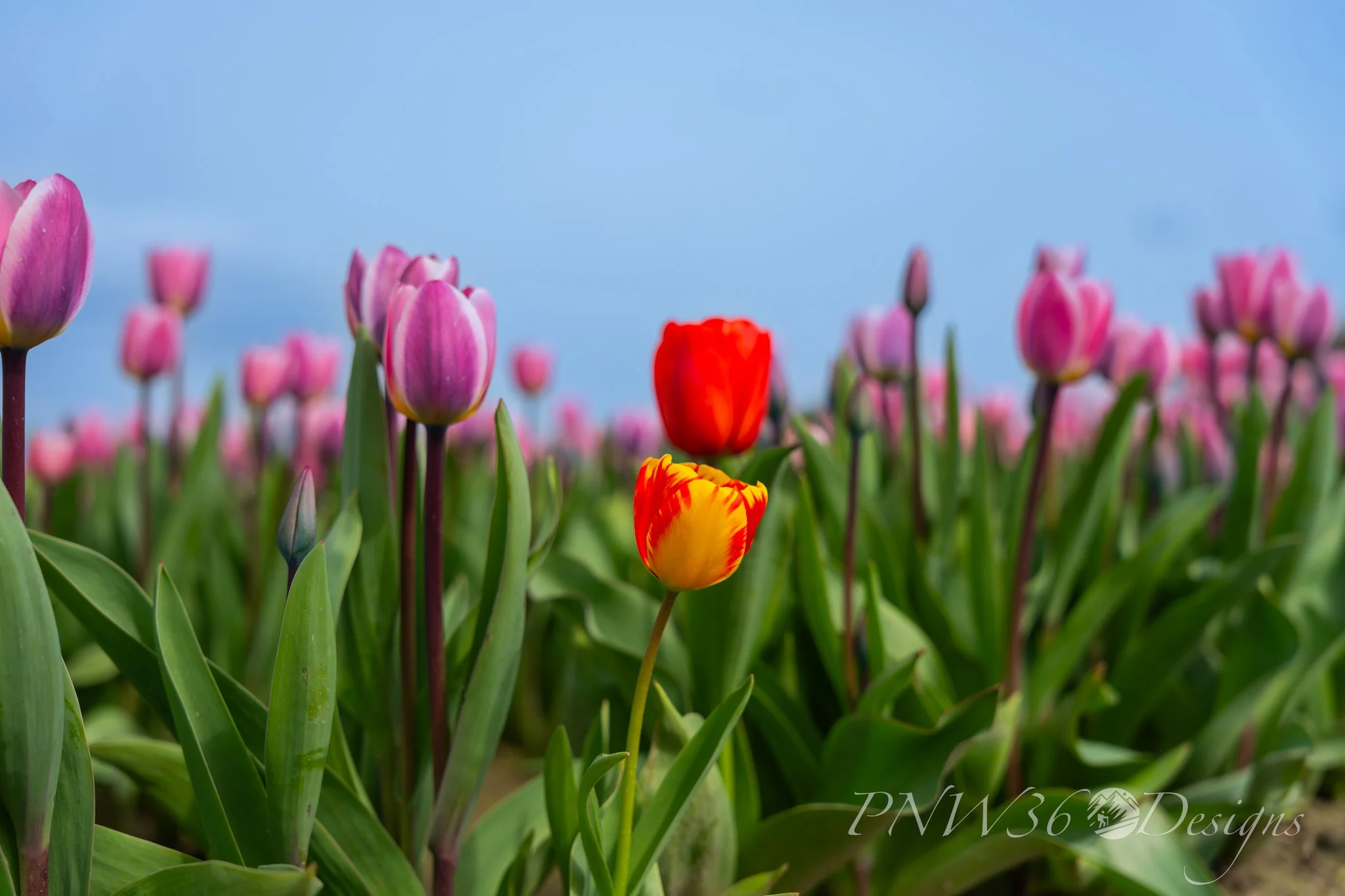 DSC07706-DxO_DeepPRIME XD3.jpg