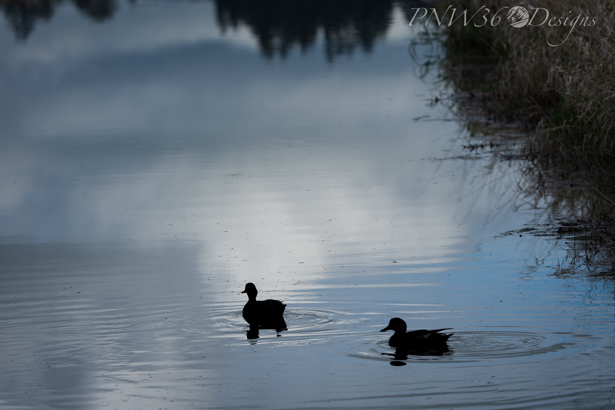 DSC02553-DxO_DeepPRIME XD3.jpg