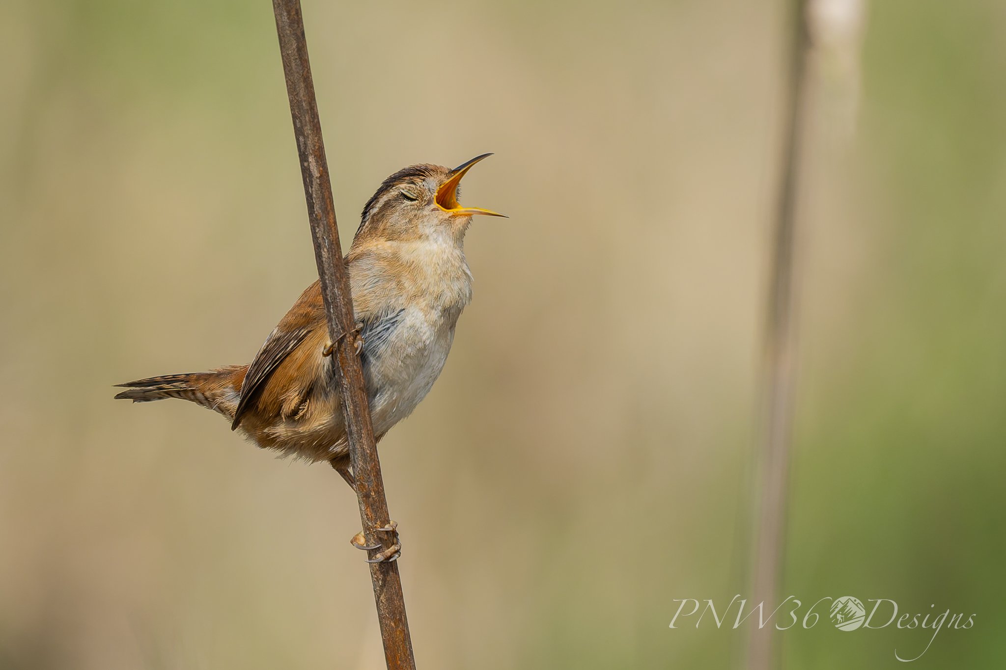 DSC02510-DxO_DeepPRIME XD3.jpg