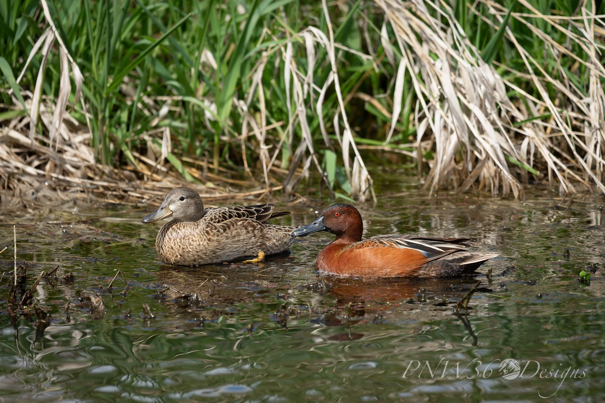 DSC02576-DxO_DeepPRIME XD3.jpg