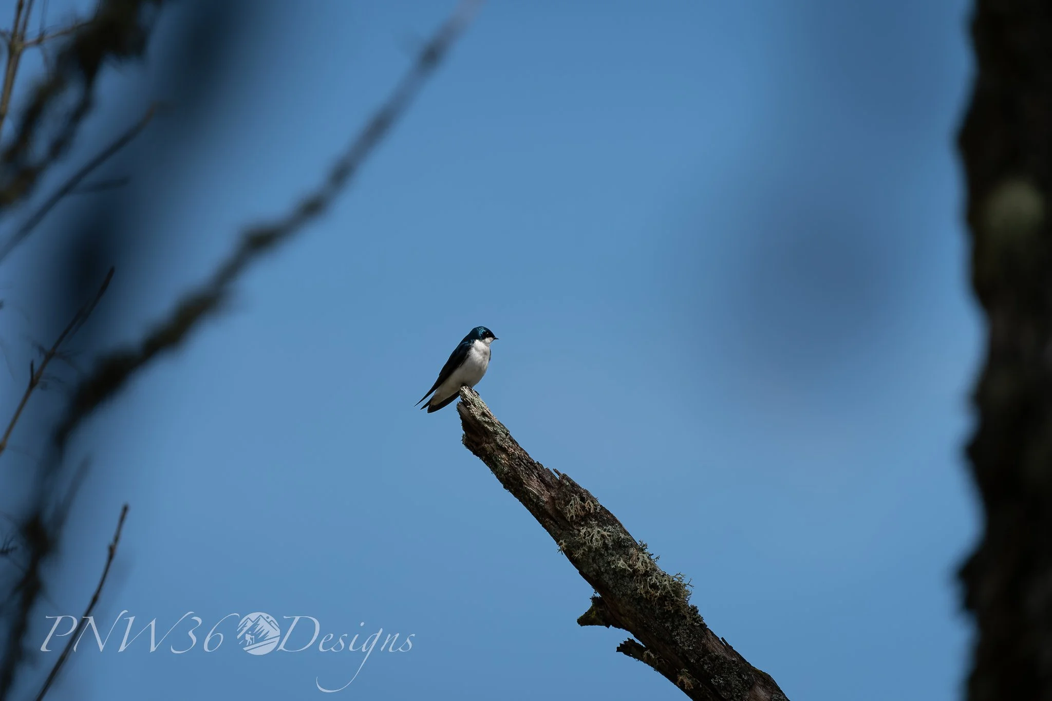 DSC00160-DxO_DeepPRIME XD3.jpg