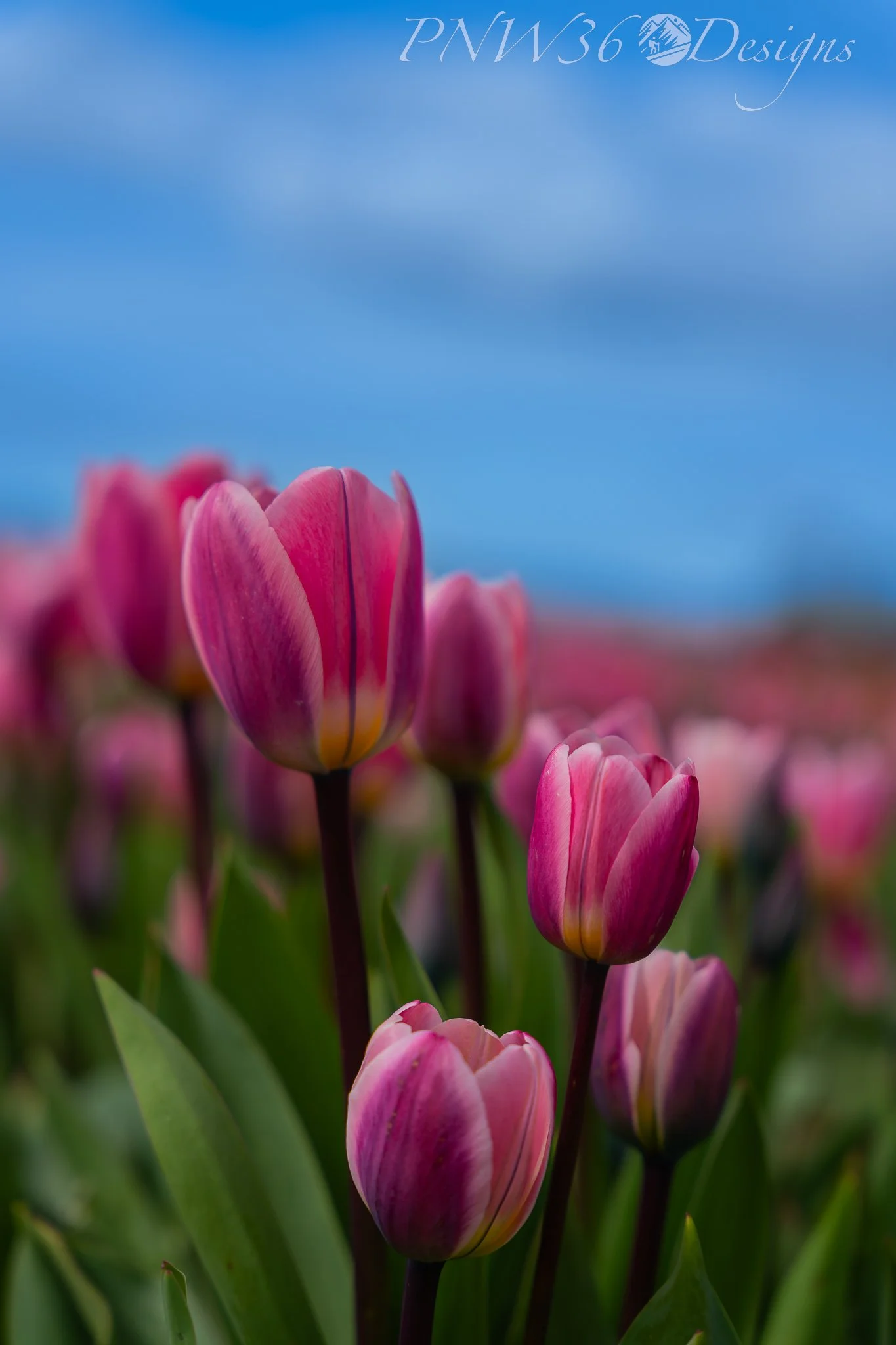 DSC07703-DxO_DeepPRIME XD3.jpg