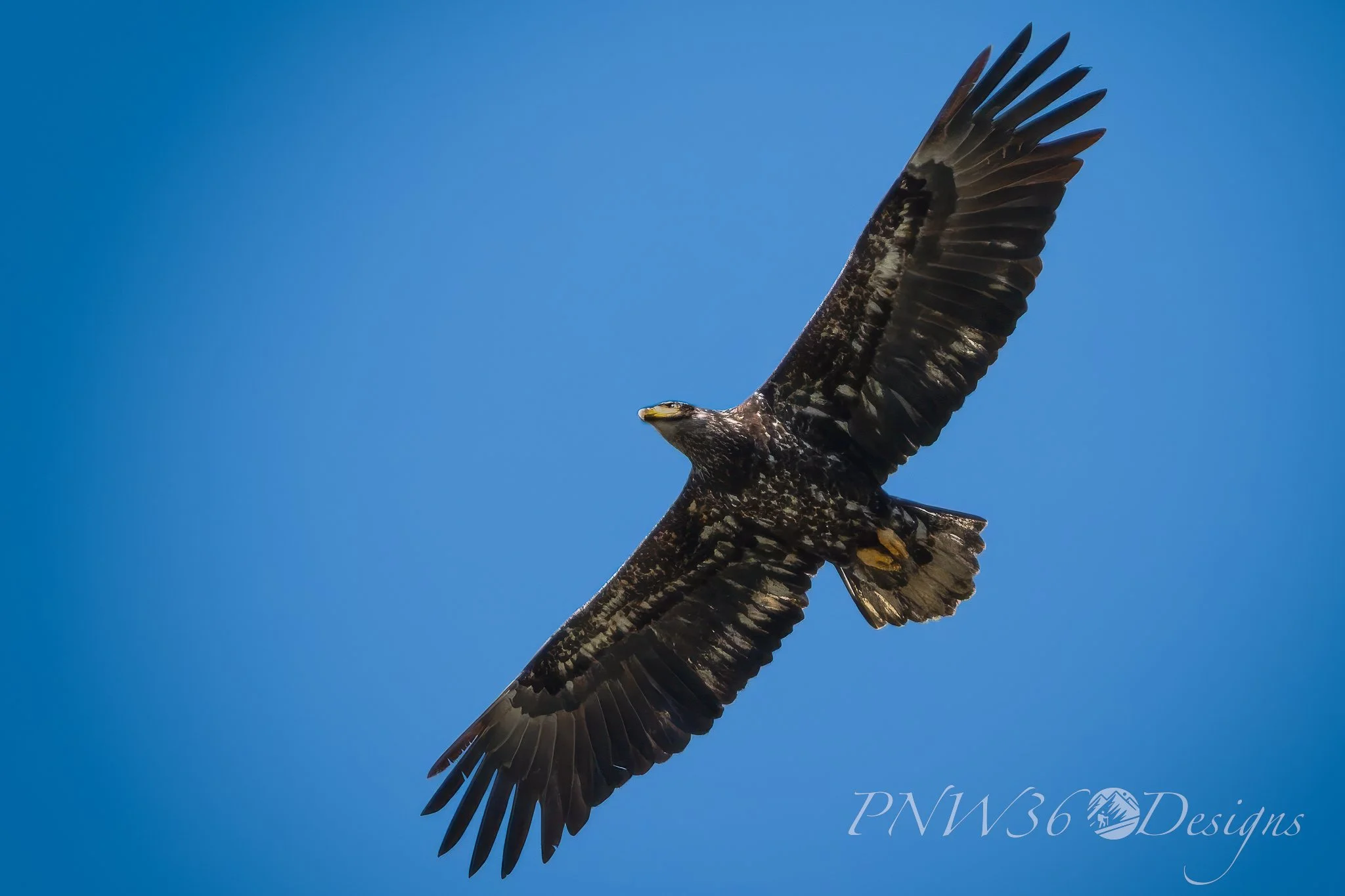 DSC09696-DxO_DeepPRIME XD3-Topaz-Gigapixel-2X.jpg