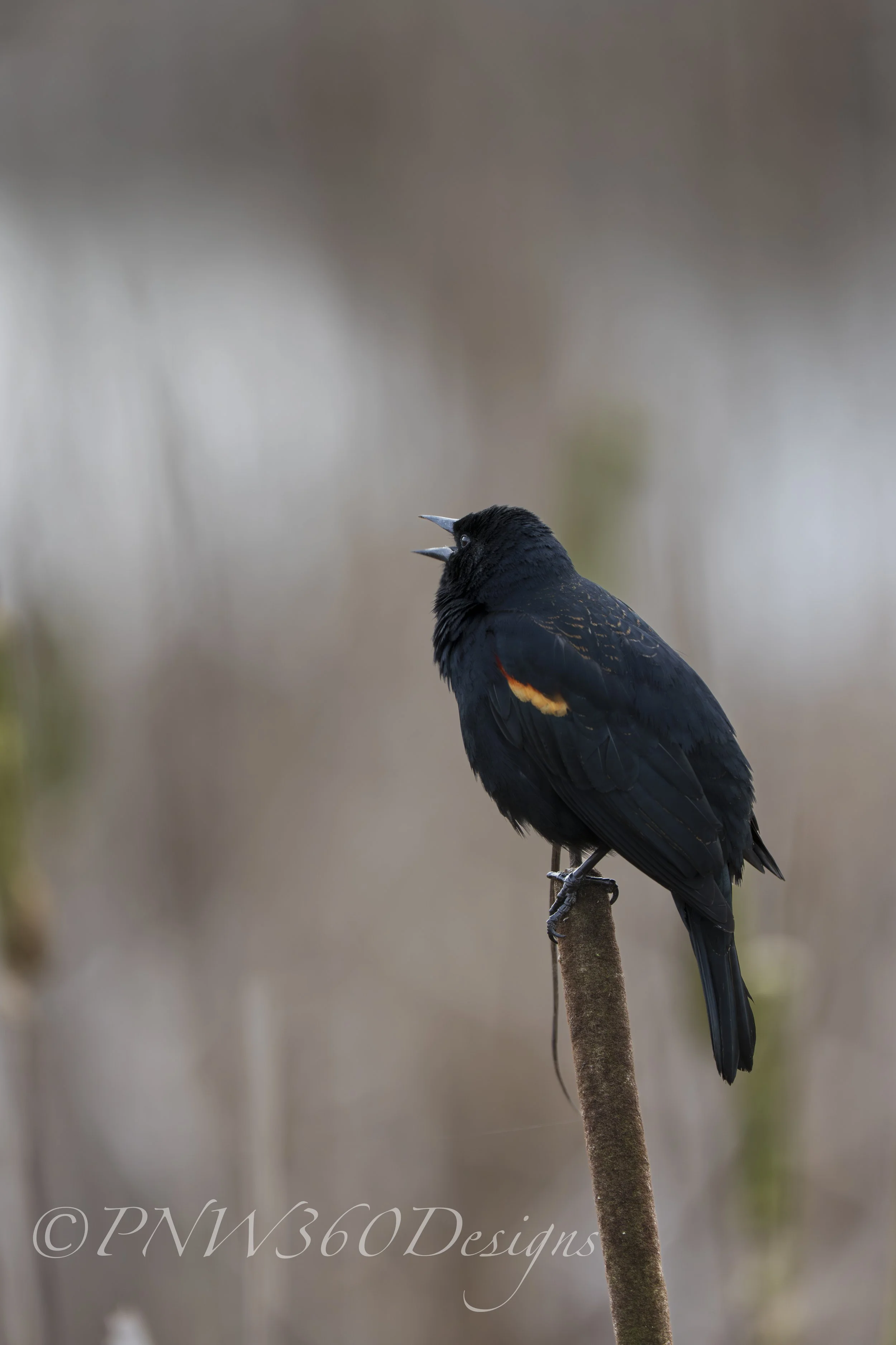 Red-Winged Black Bird.jpg