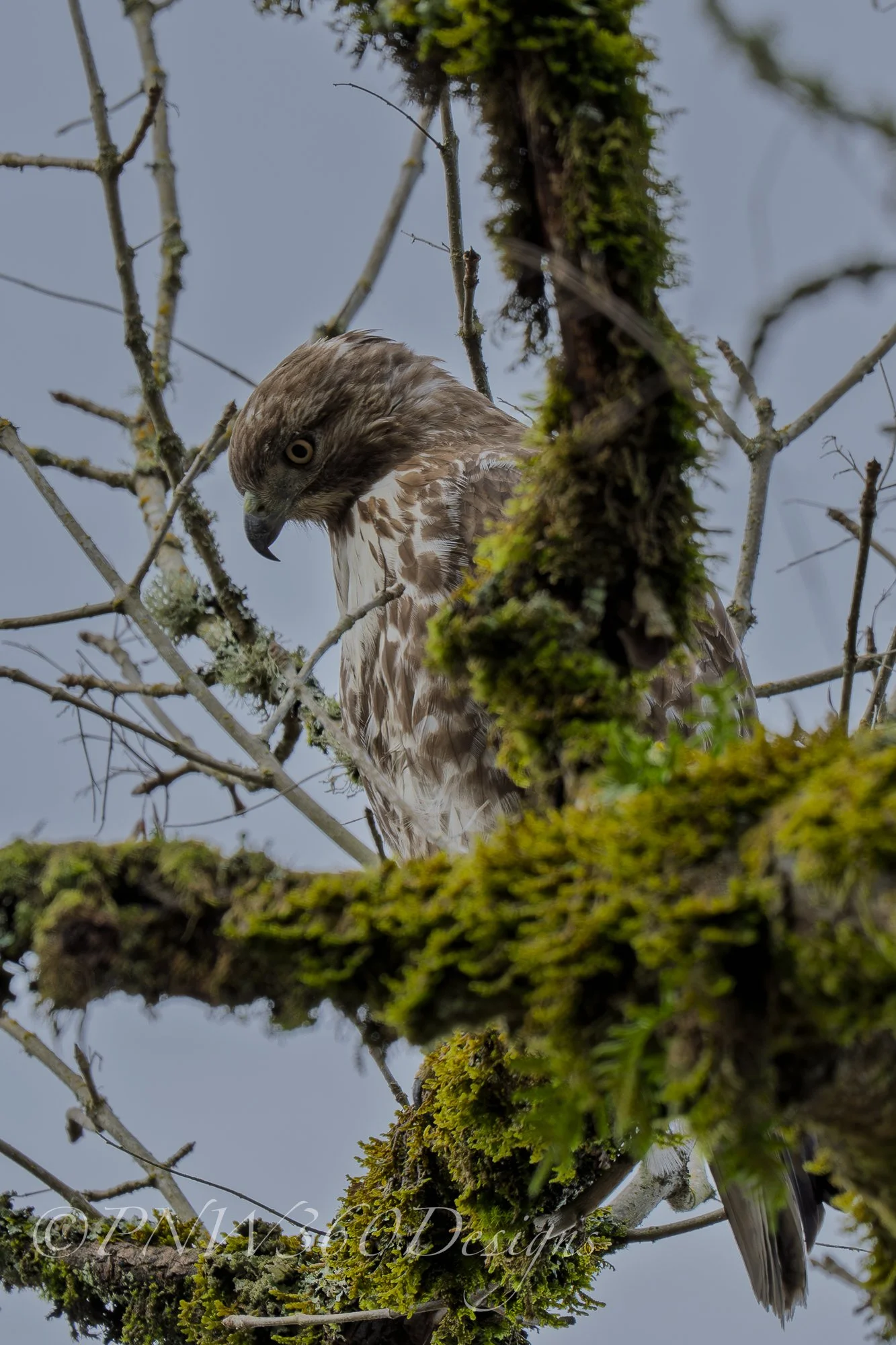 Red-Shouldered Hawk-WebSmall.jpg