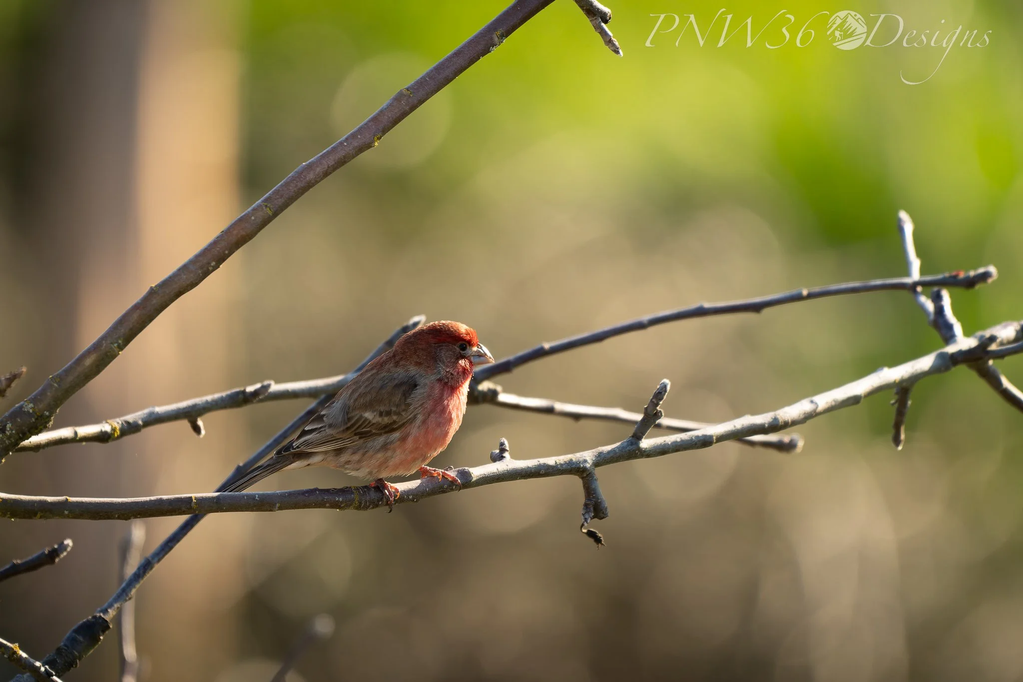 DSC09983-DxO_DeepPRIME XD3.jpg