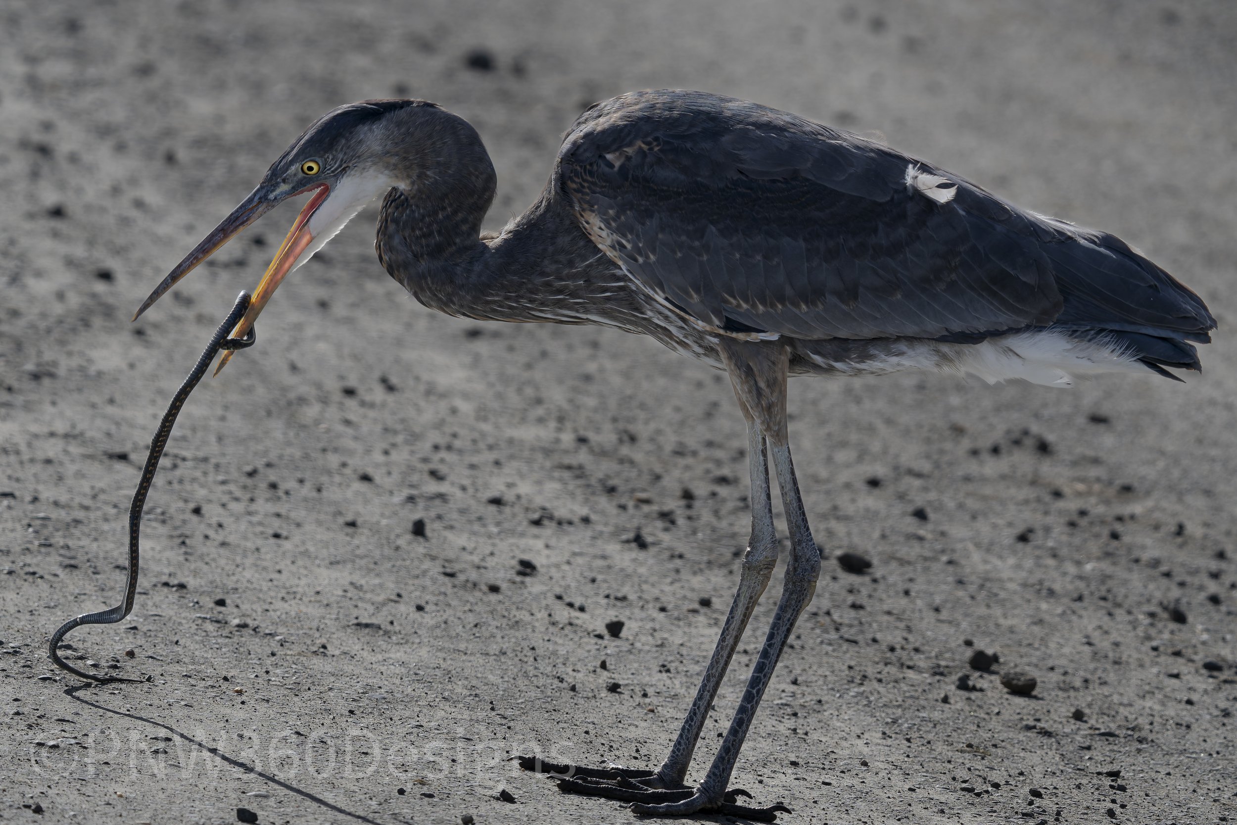 DSC05742-DxO_DeepPRIME XD2s.jpg