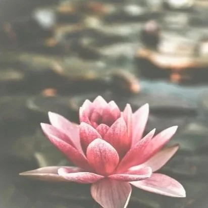 Pink water lily floating on a pond with blurred water background.