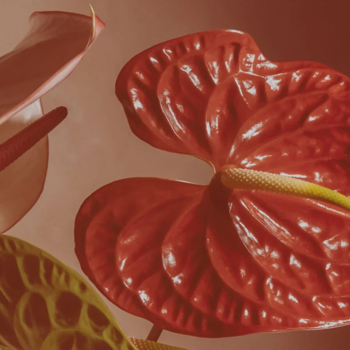 Close-up of red anthurium flower with shiny, heart-shaped leaves and a yellow spadix, with other colorful flower petals partially visible.