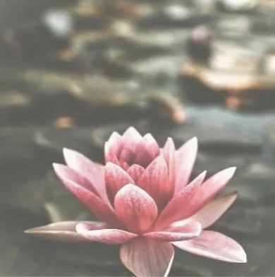 Pink water lily floating on water.