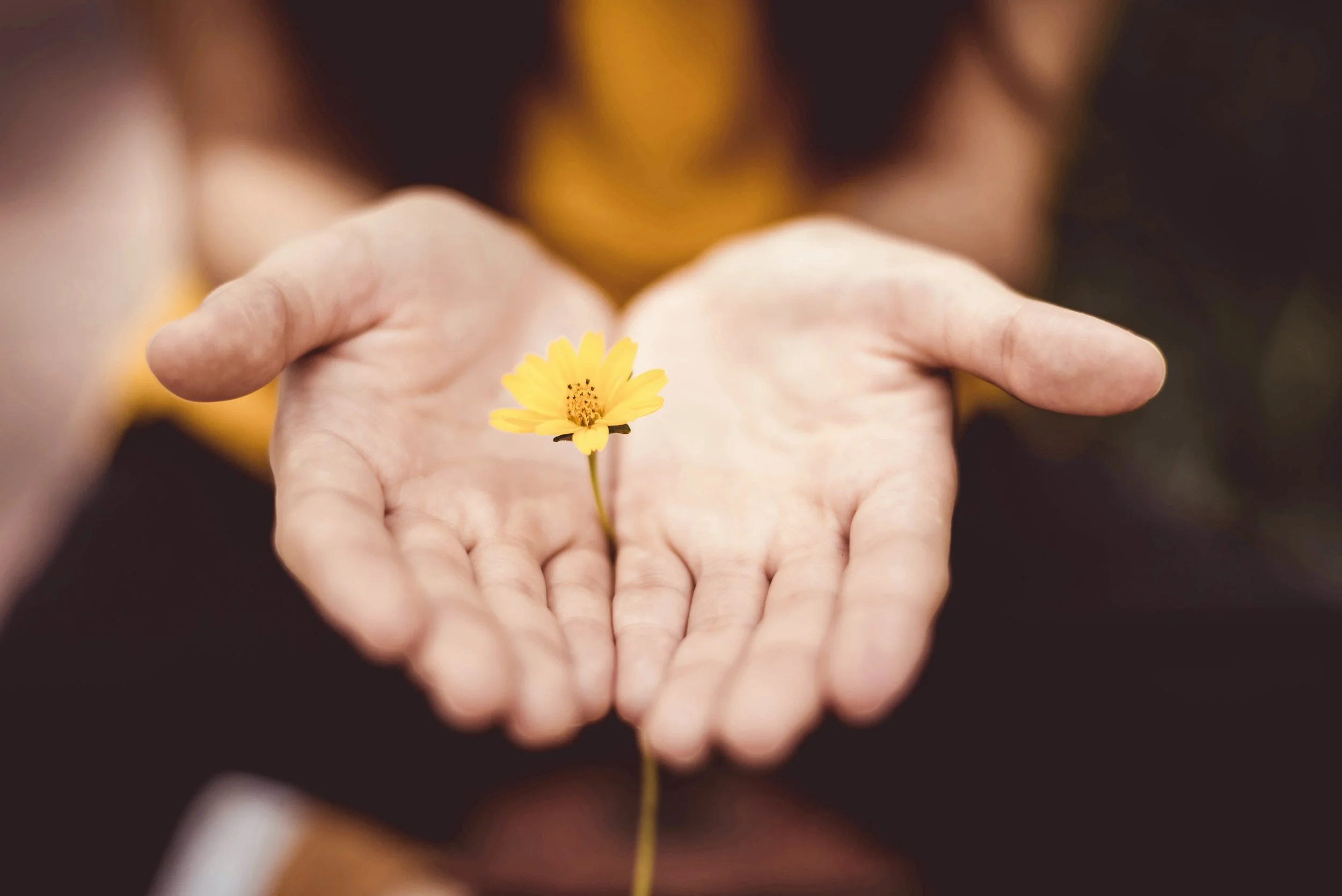A person's open palms holding a small yellow flower with a blurred background.