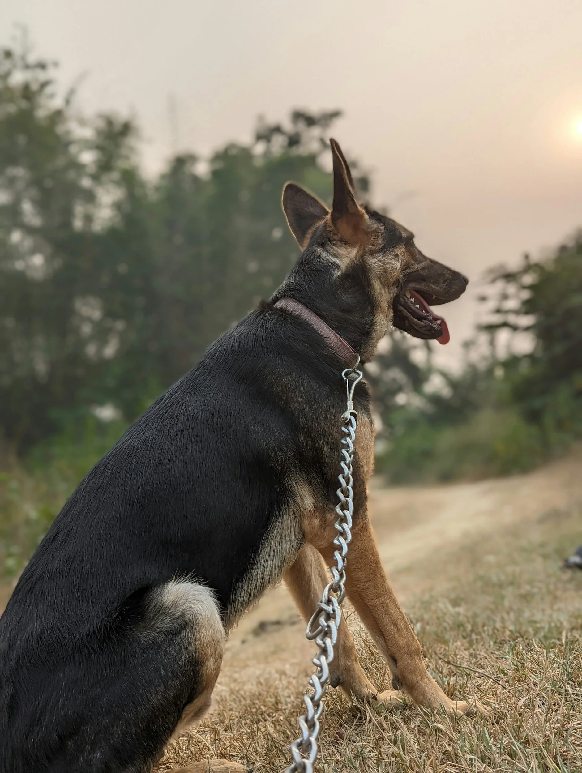 Health, Welfare and Performance of Military Working Animals in India: A Weathered Veteran’s Reflection on Hooves, Hounds and Honor