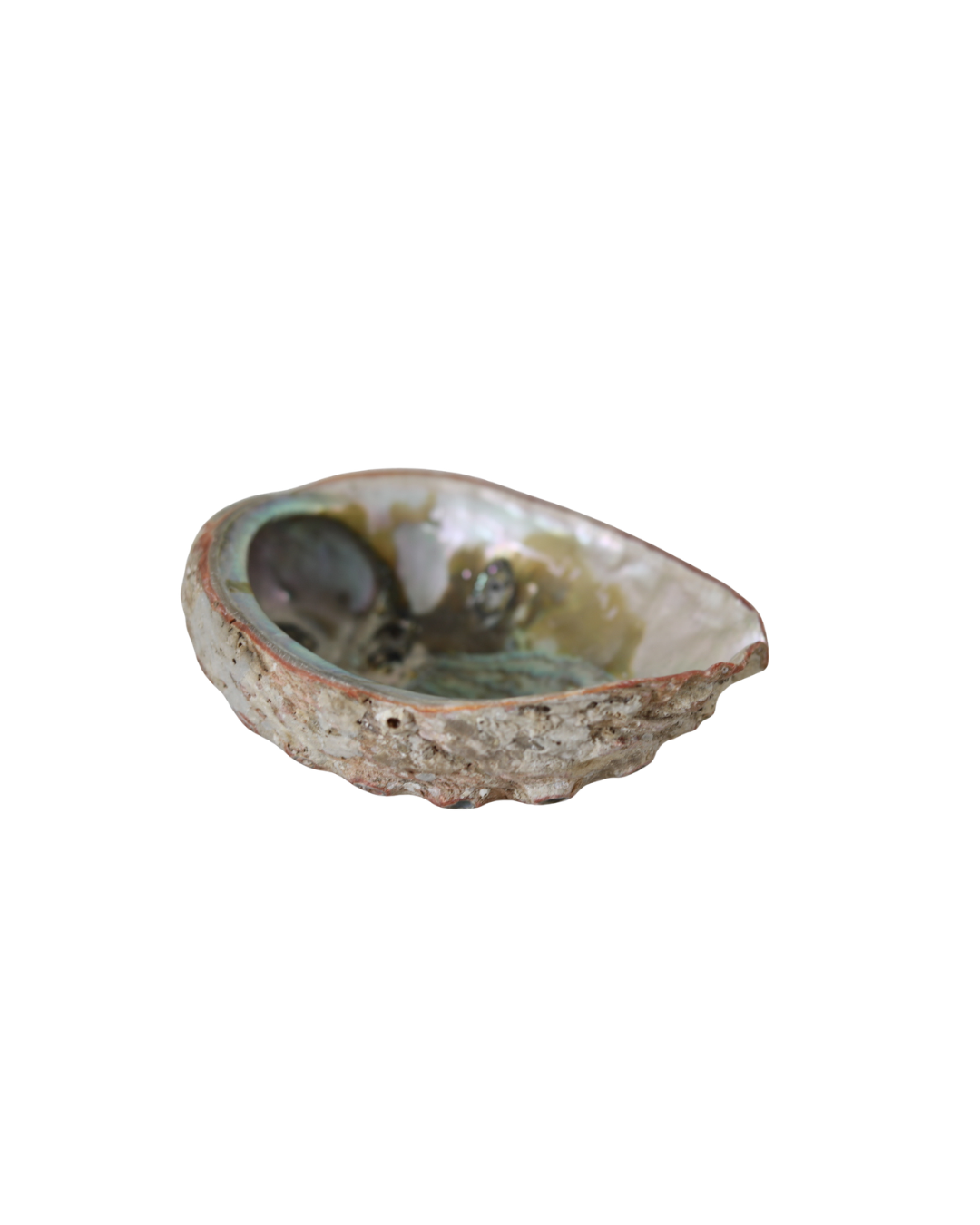 Vintage Abalone Shell