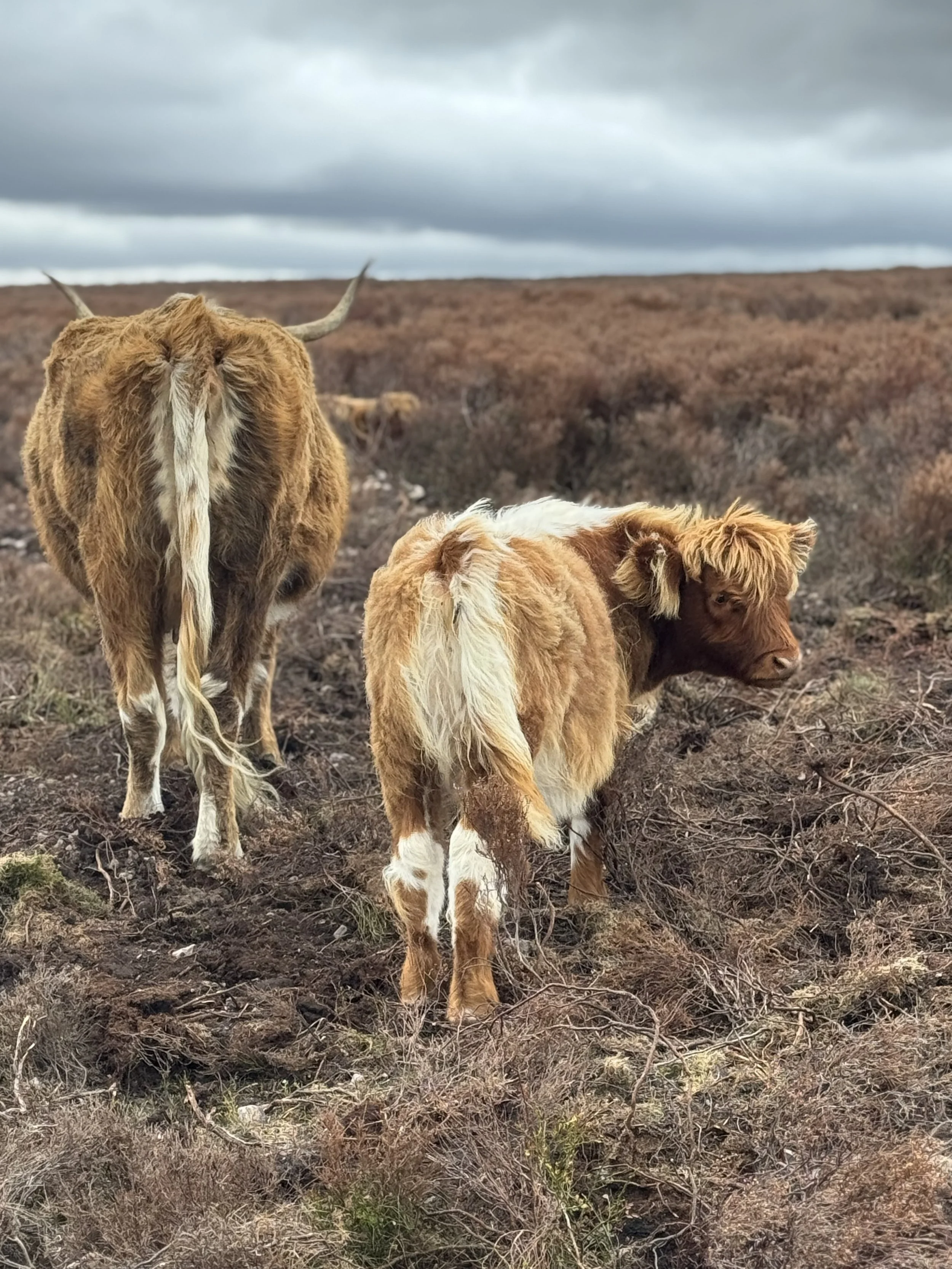 Two Highland cattle calves with long, shaggy coats in a barren field with brown grass and shrubs under a cloudy sky.
