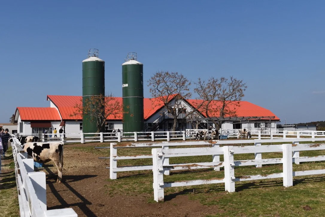 Strawberry Picking &amp; Mother Farm - A Day In Chiba Prefecture