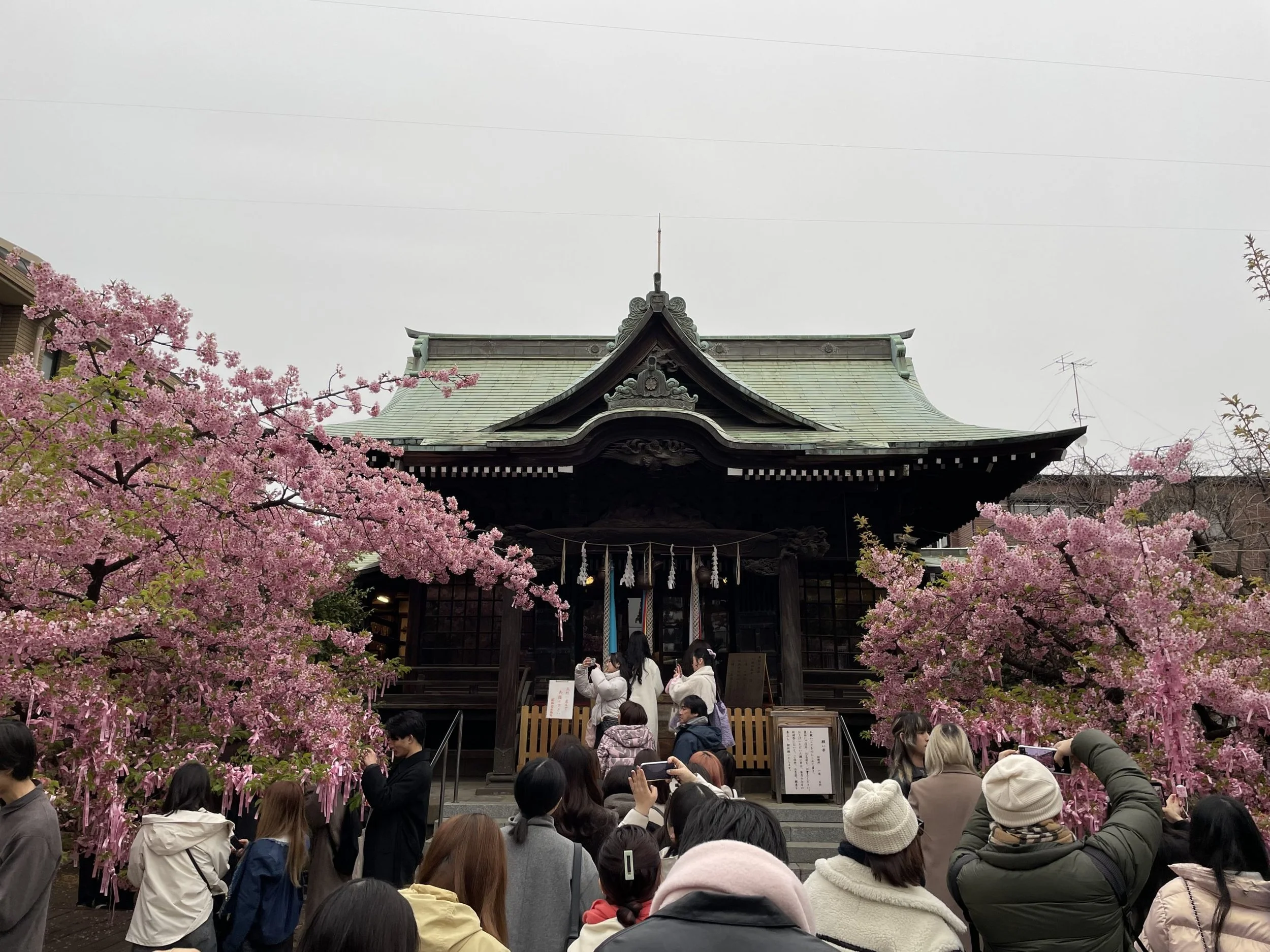 Sakura Jingu - A Japanese Shrine Dedicated To Sakura