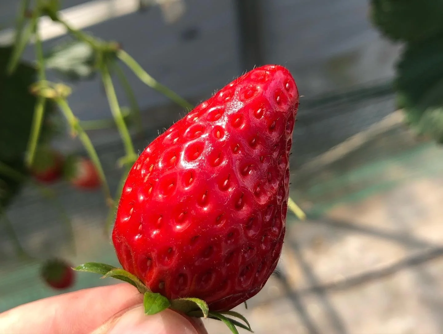 Strawberry Picking in Yamanashi Prefecture