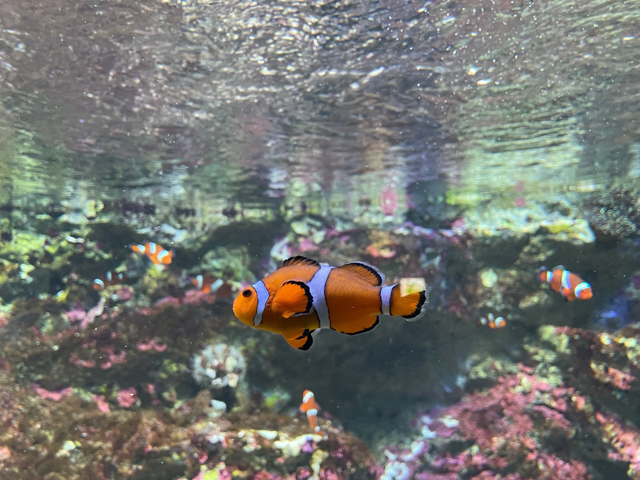 Sunshine Aquarium - Ikebukuro, Tokyo