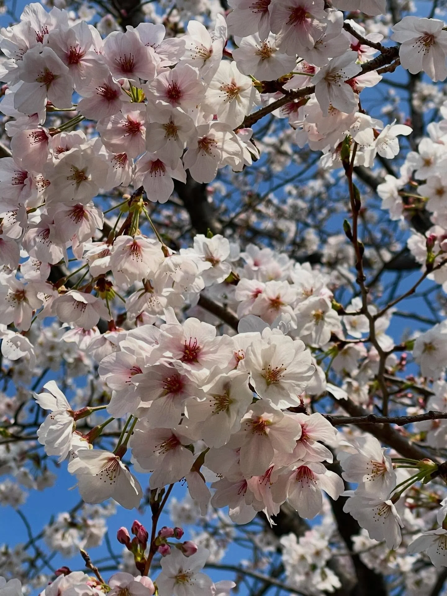 It's sakura season here in Tokyo! 🌸

#sakura 
#tokyo 
#japan 
#lifeinjapan